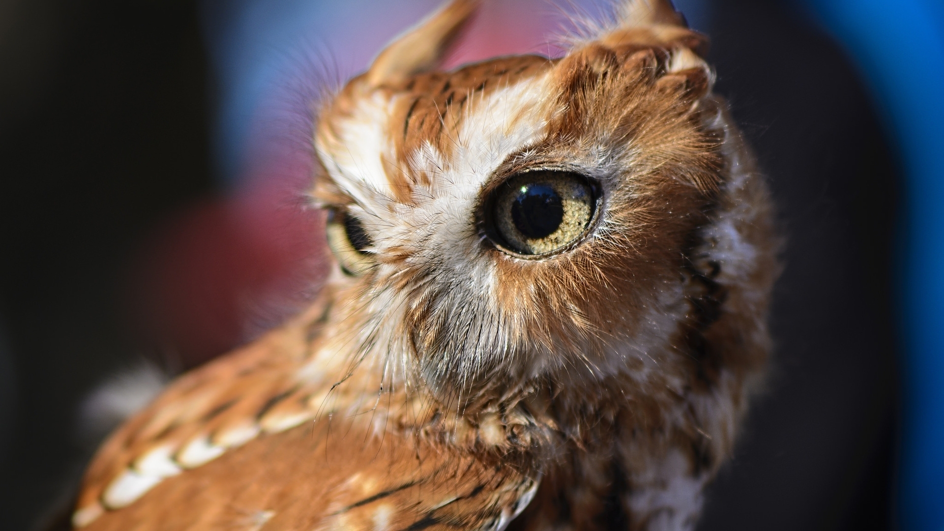 萌宠 猫头鹰 呆萌 可爱 宽屏