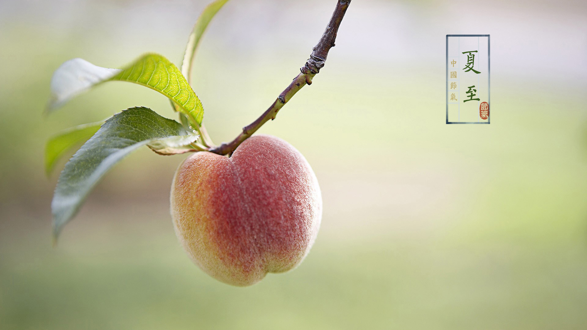 节气 二十四节气 夏至 中国 水果 水蜜桃