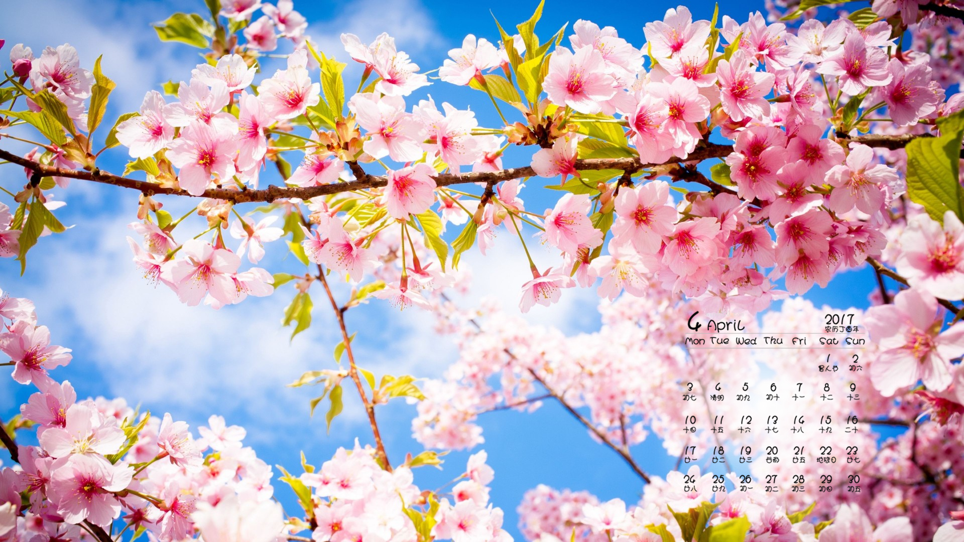 2017年4月 樱花 粉色 蓝天