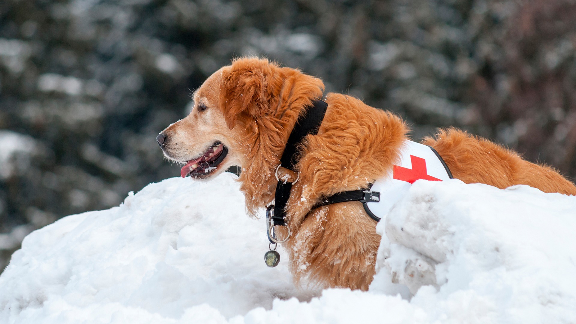 汪星人 雪地 黄黄