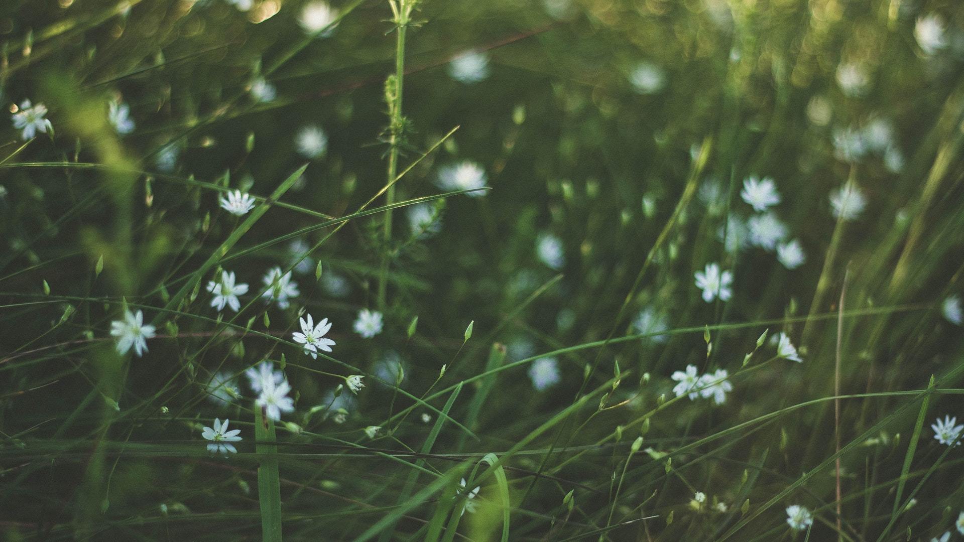 小清新 植物 满天星 花卉 草