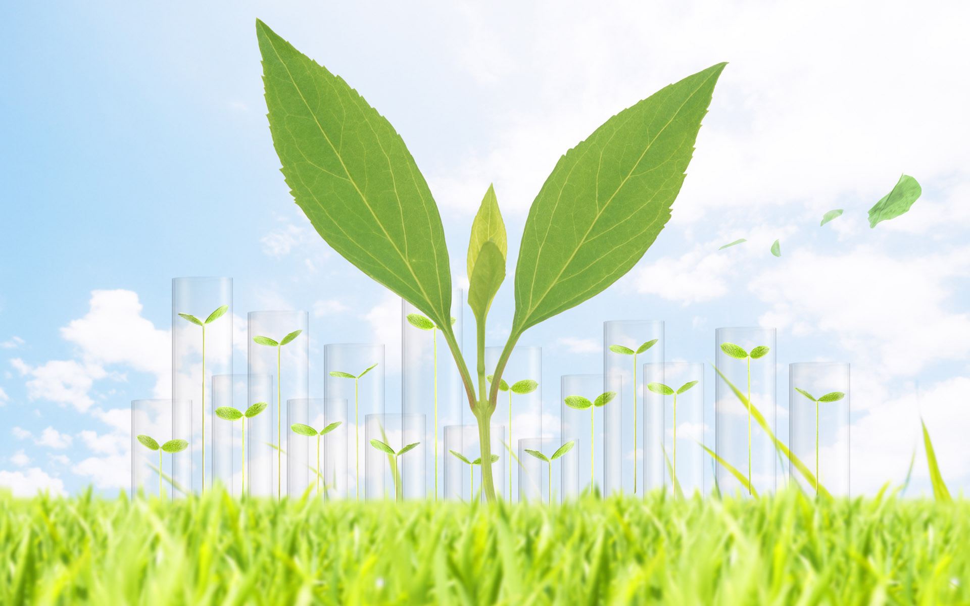 小清新 嫩芽 清新 可爱 宽屏