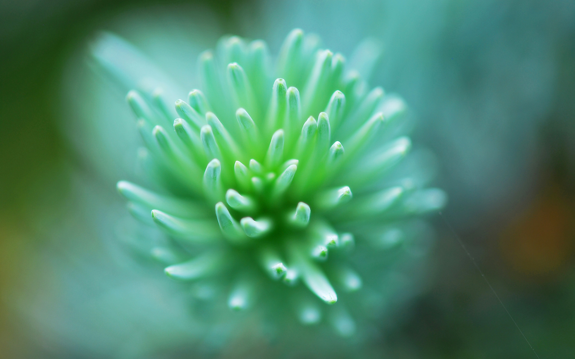 小清新 盆栽 萌肉 可爱 宽屏