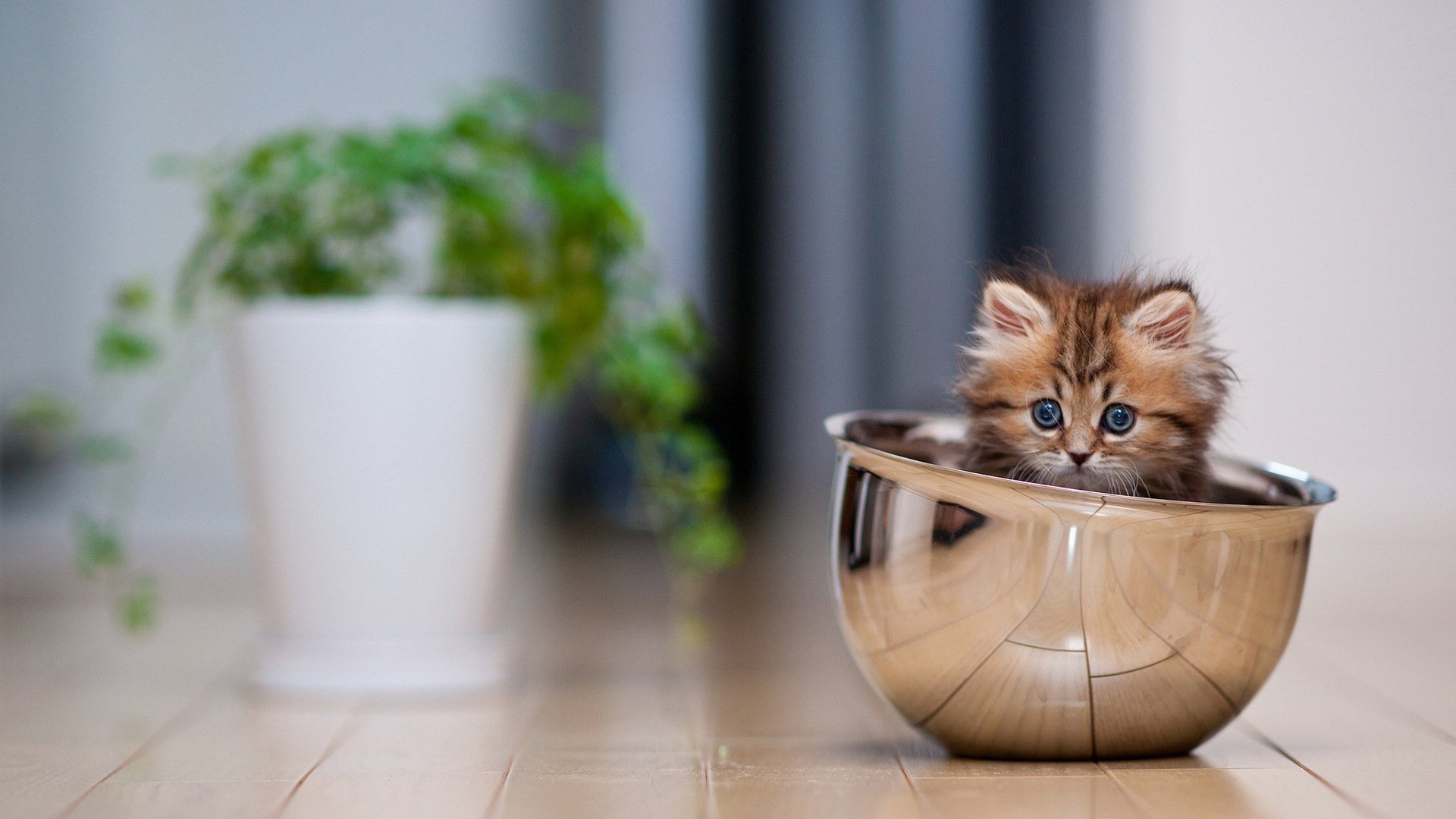 萌宠 喵星人 猫咪 可爱 宽屏