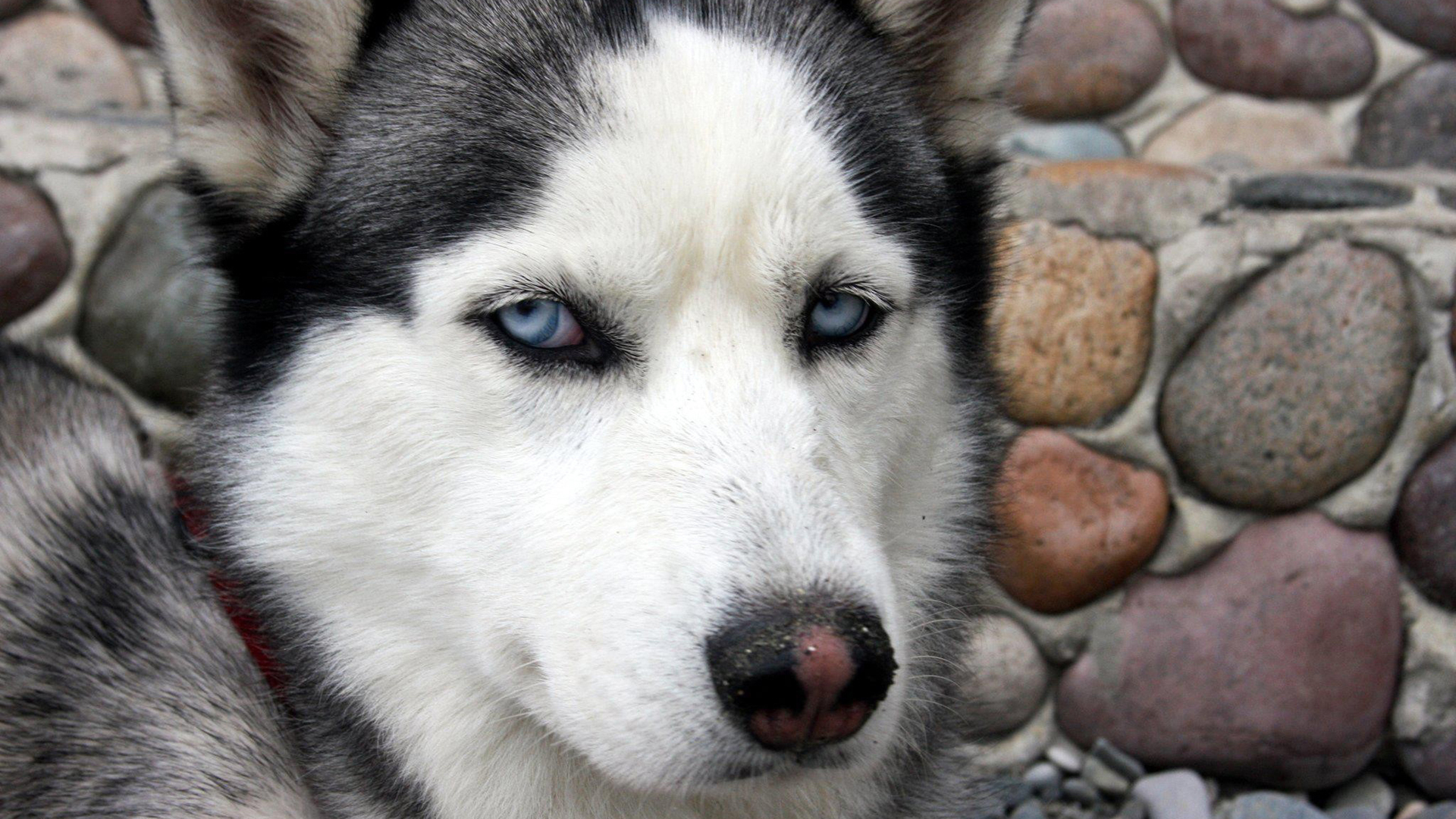 萌宠 动物 狗 汪星人 哈士奇