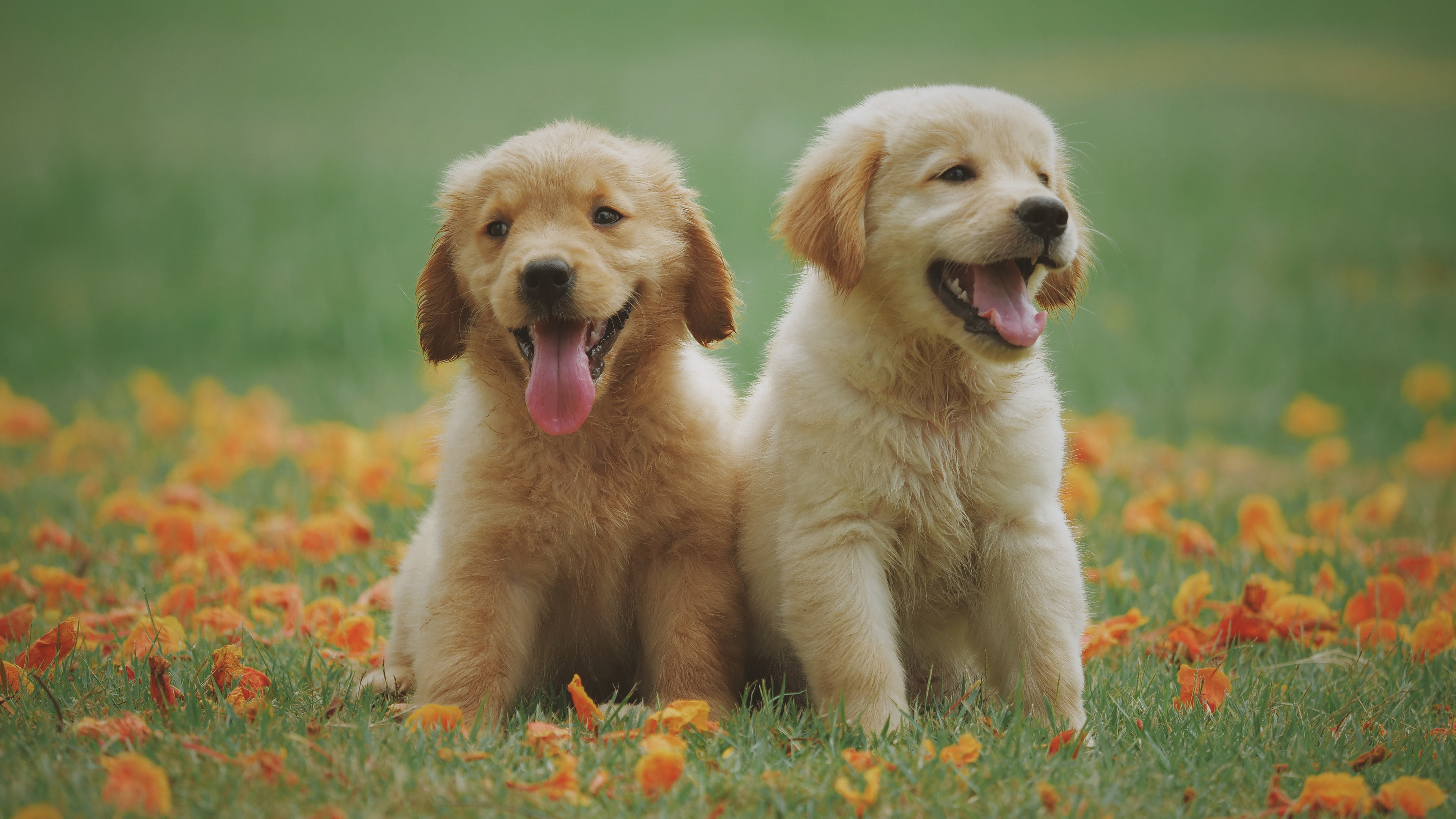 汪星人 小狗 春天