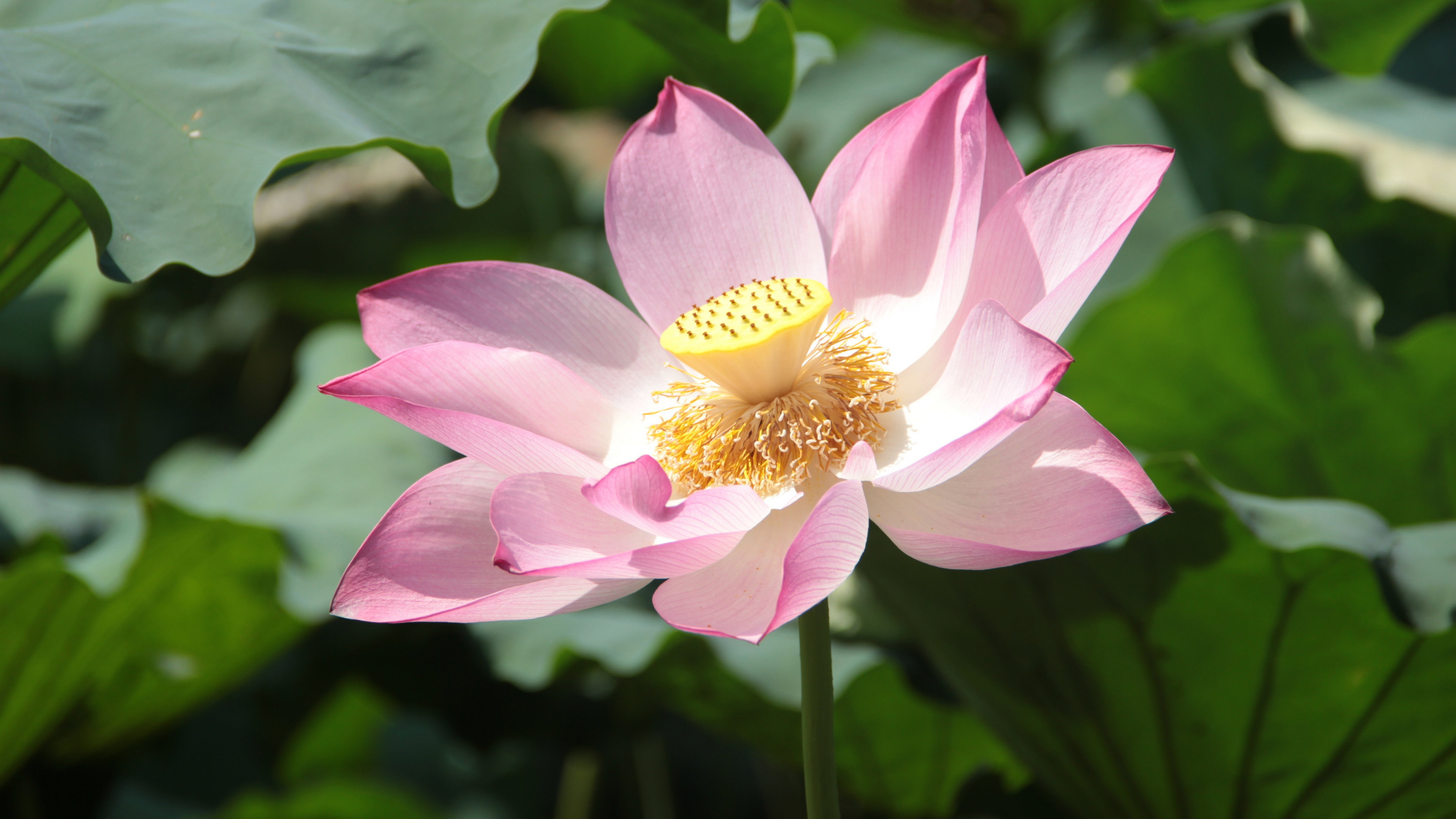 4K 静物写真 荷花