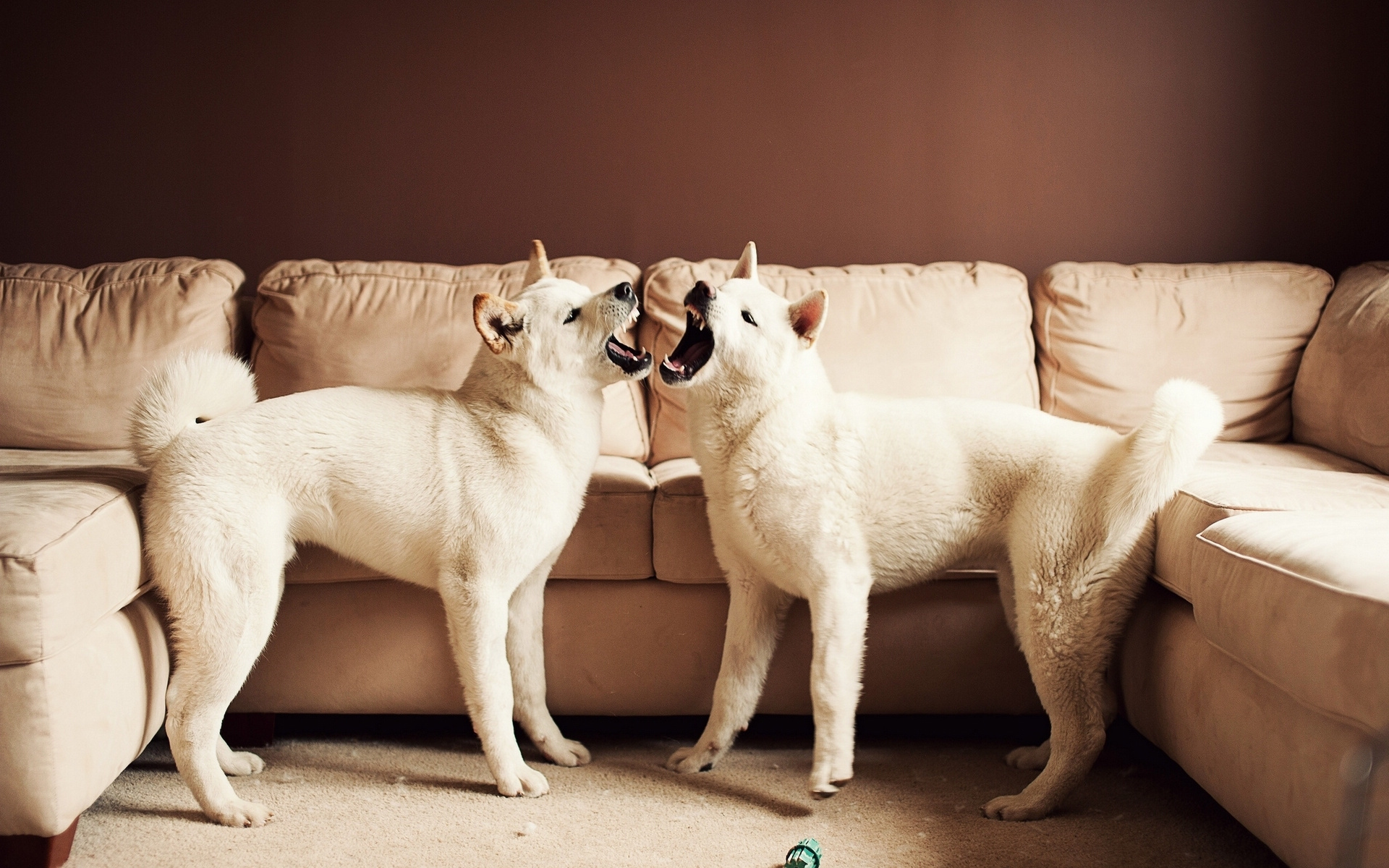 萌宠  秋田犬  呆萌   可爱    宽屏