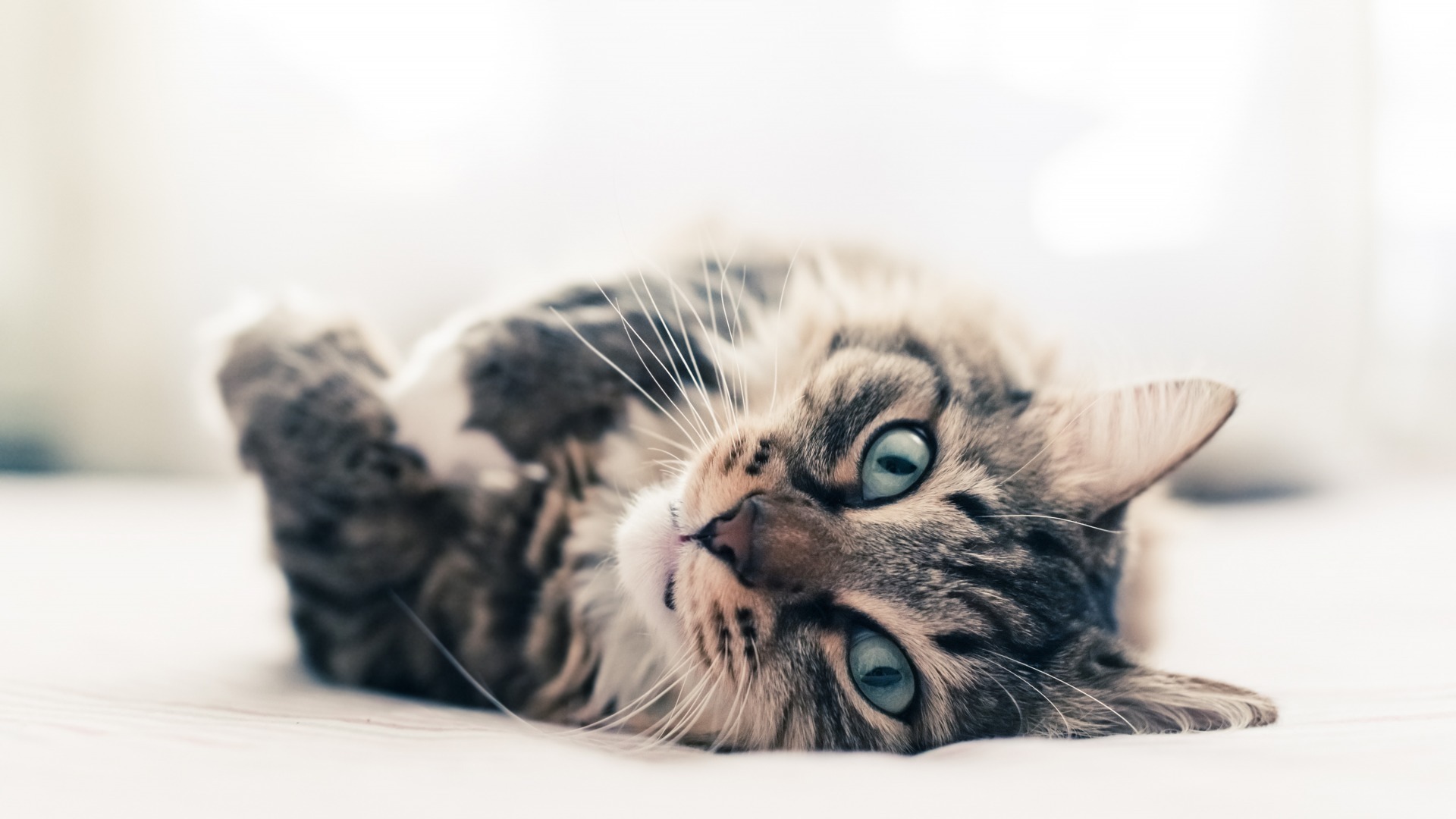 萌宠 动物 喵星人 猫