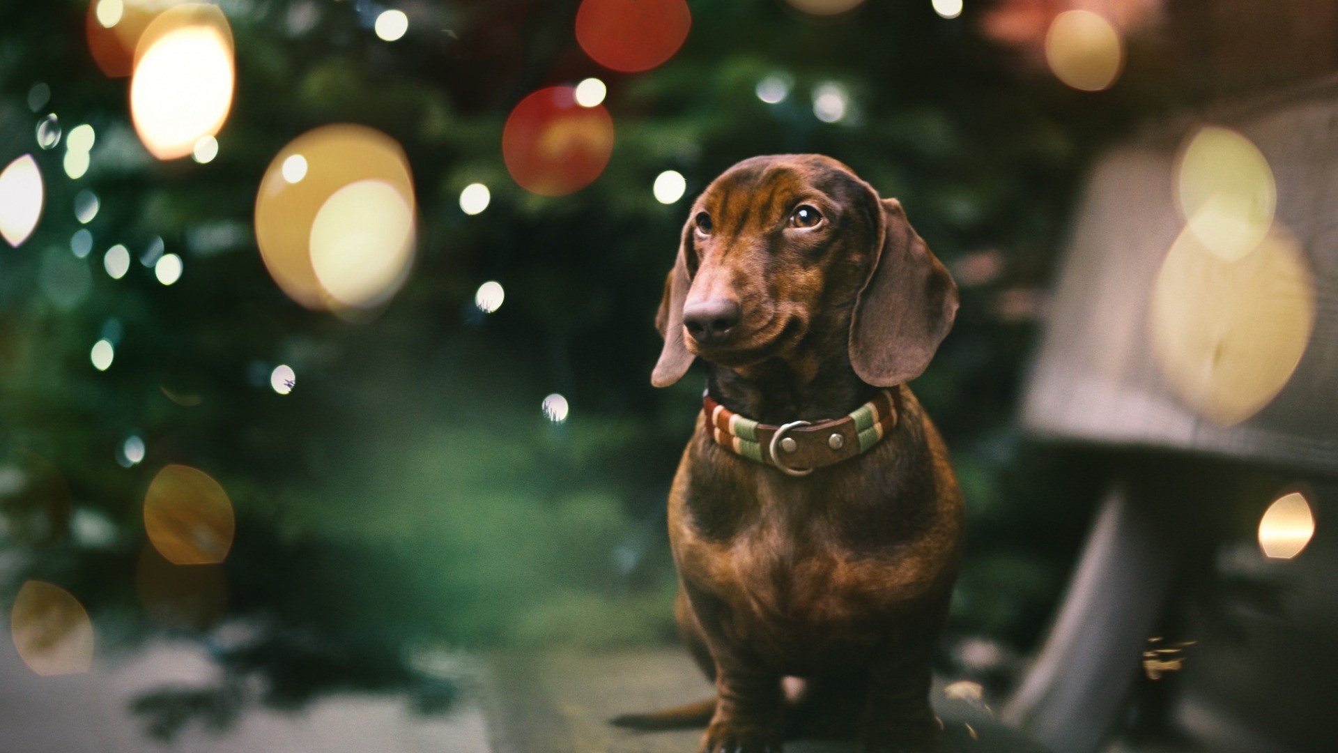 汪星人  腊肠狗  可爱