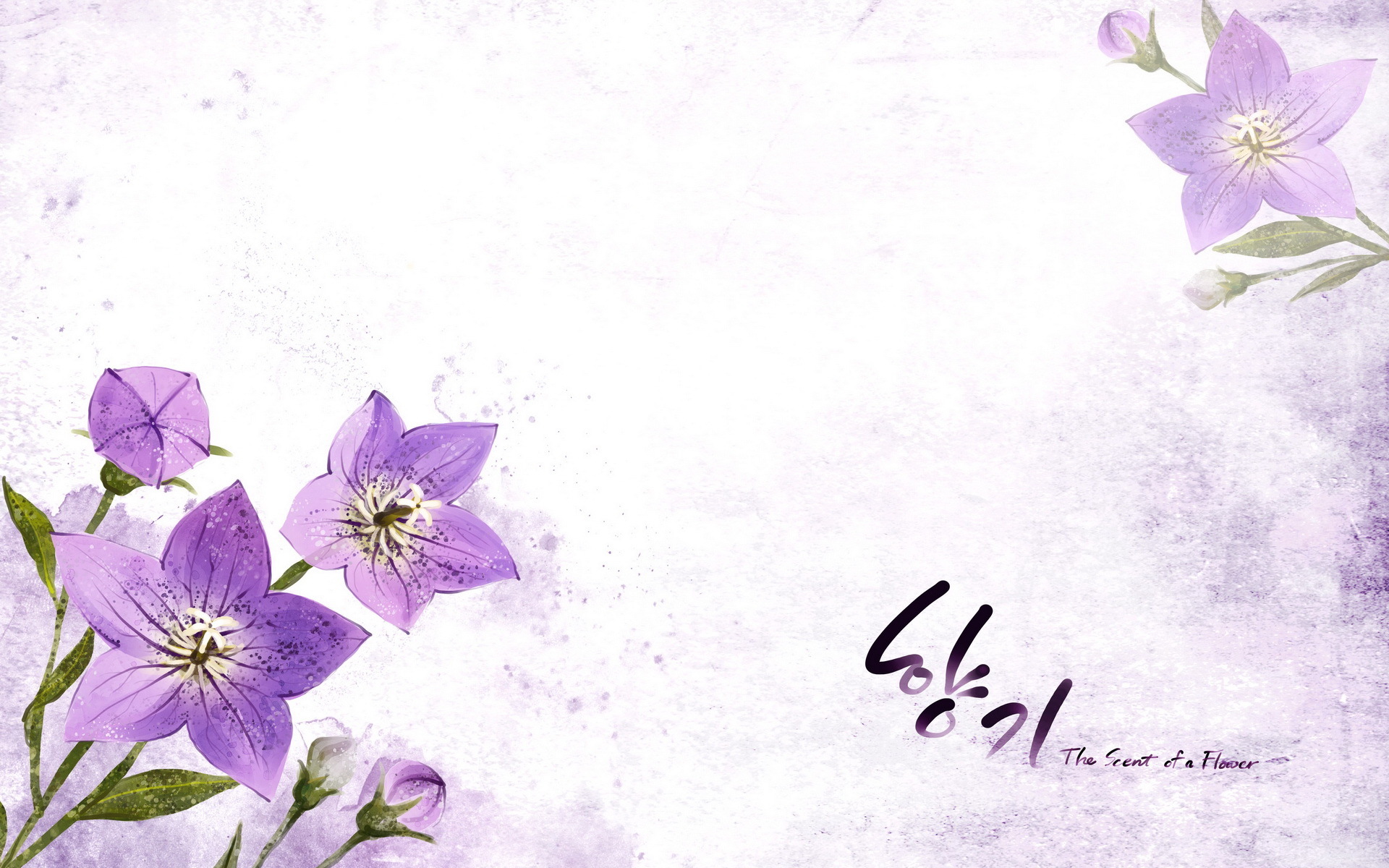 小清新 浪漫 简约 花卉 宽屏