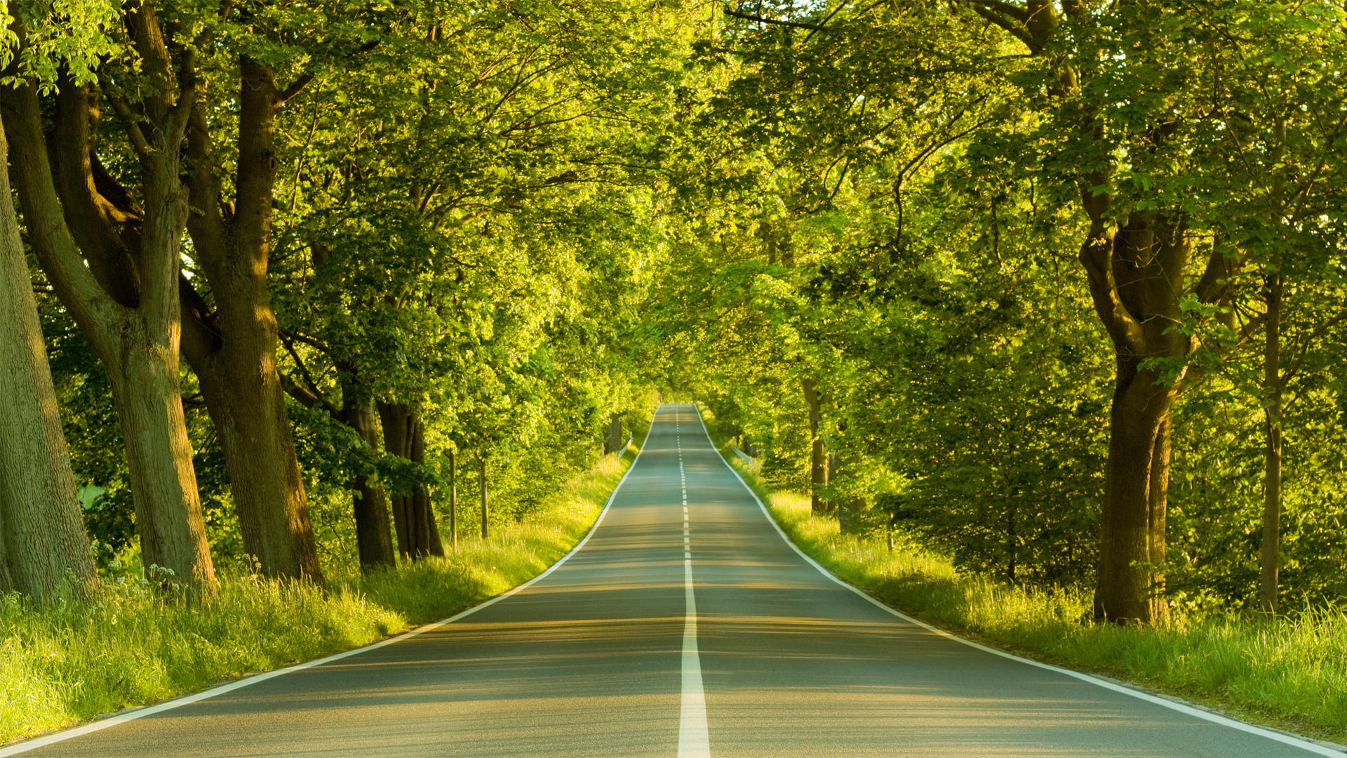 风景 树木 道路