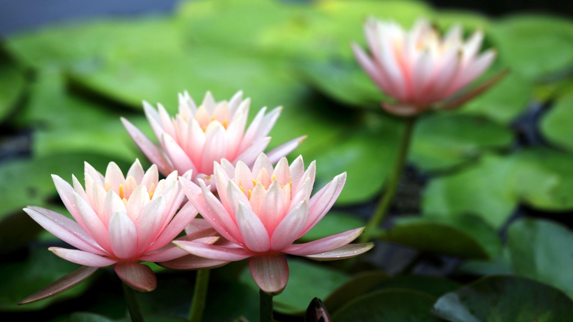 小清新 清新淡雅 睡莲