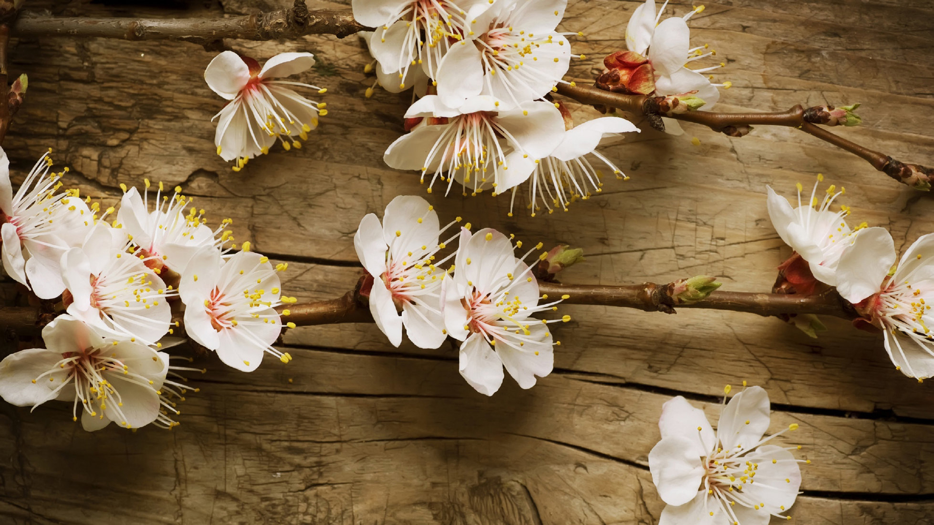 鸟语花香 桃花 春天