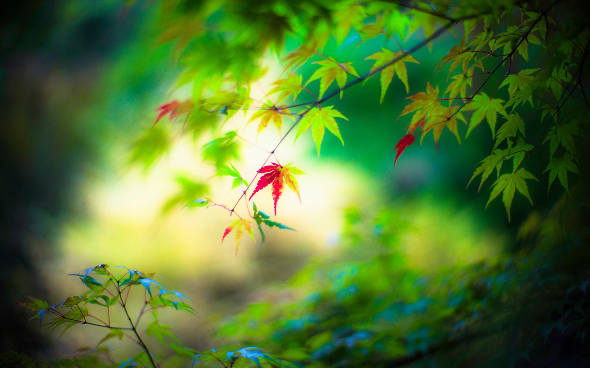 舒缓压力 树枝 绿色