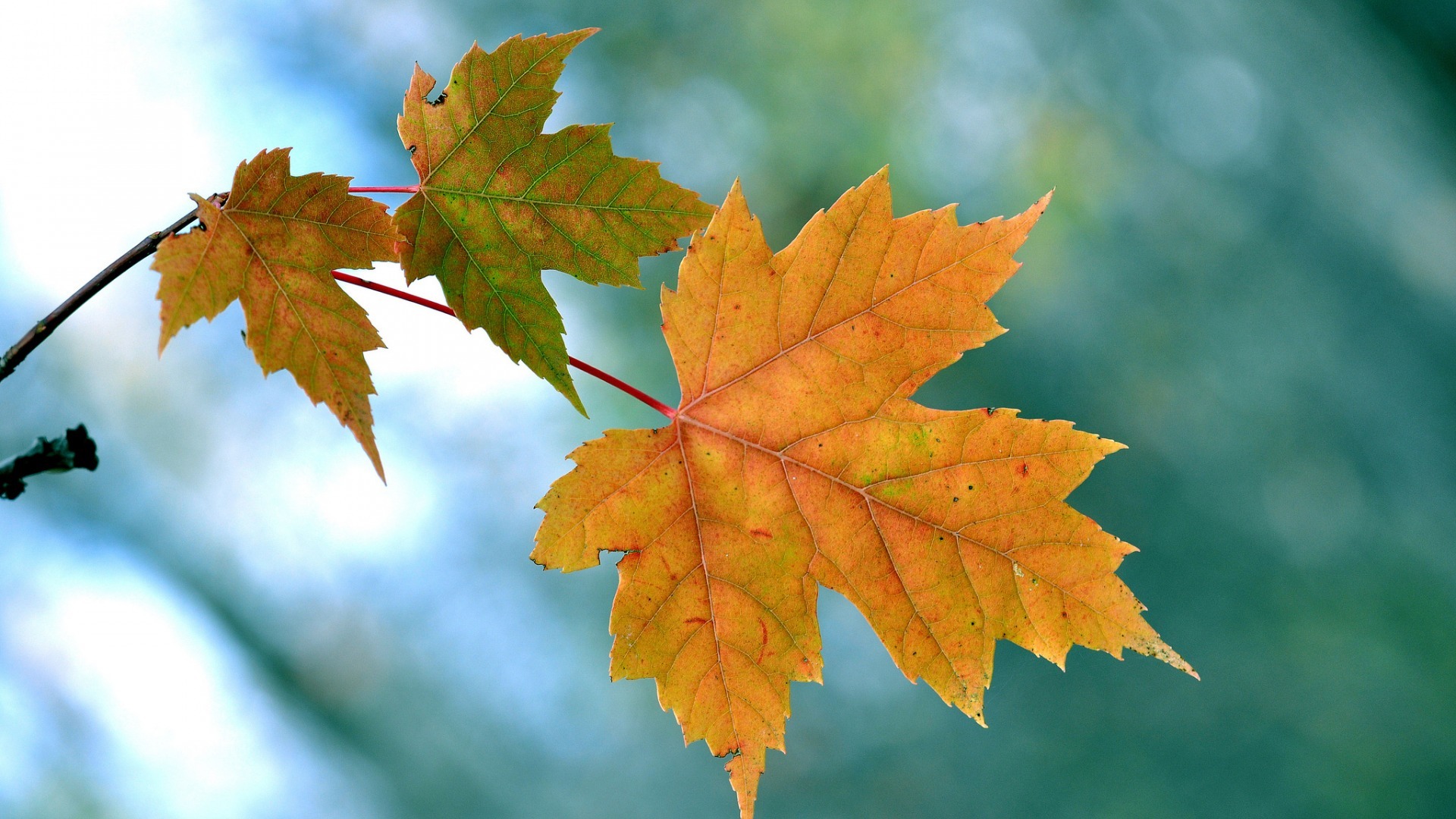 小清新 枫叶 树叶