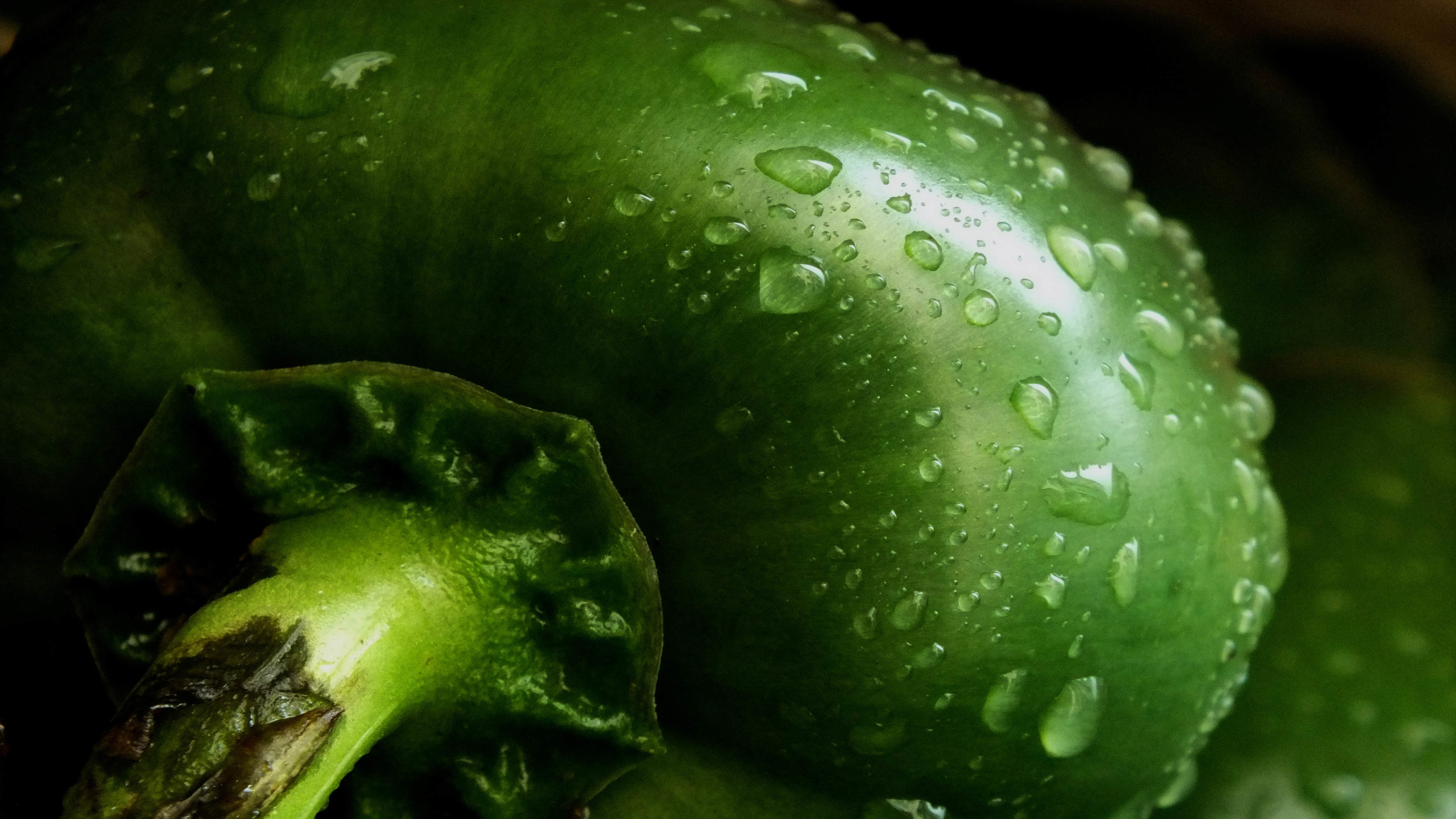 辣椒 水珠 绿色