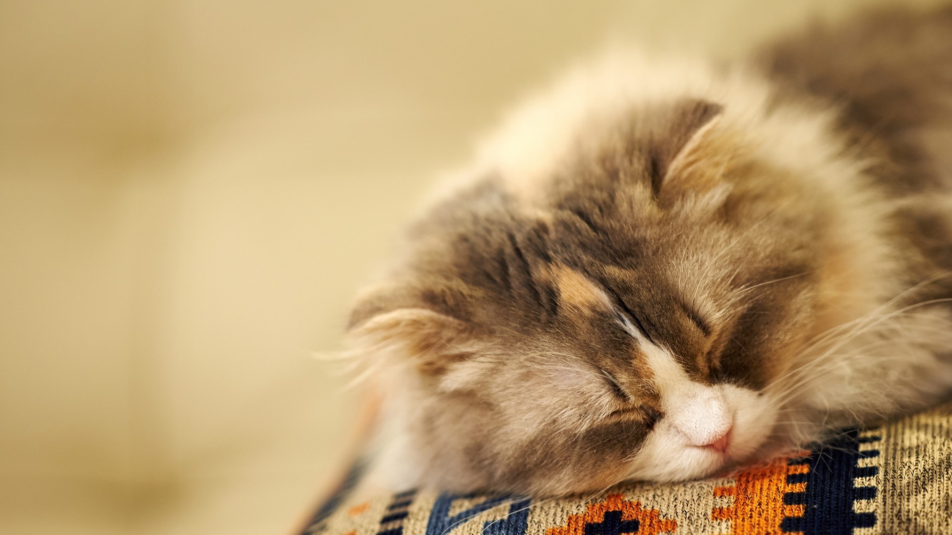 萌宠 动物 猫 喵星人