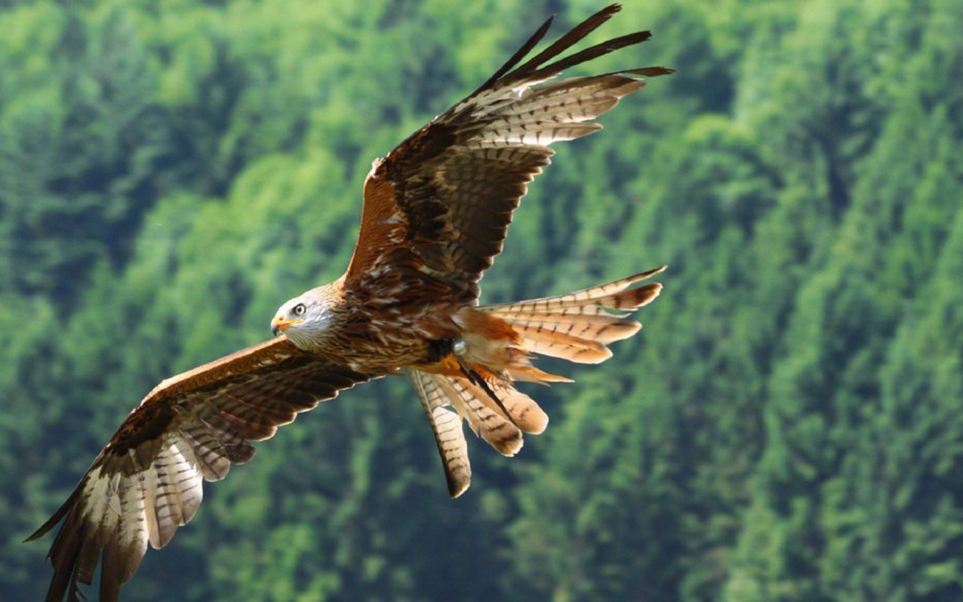 野生动物  飞翔的雄鹰