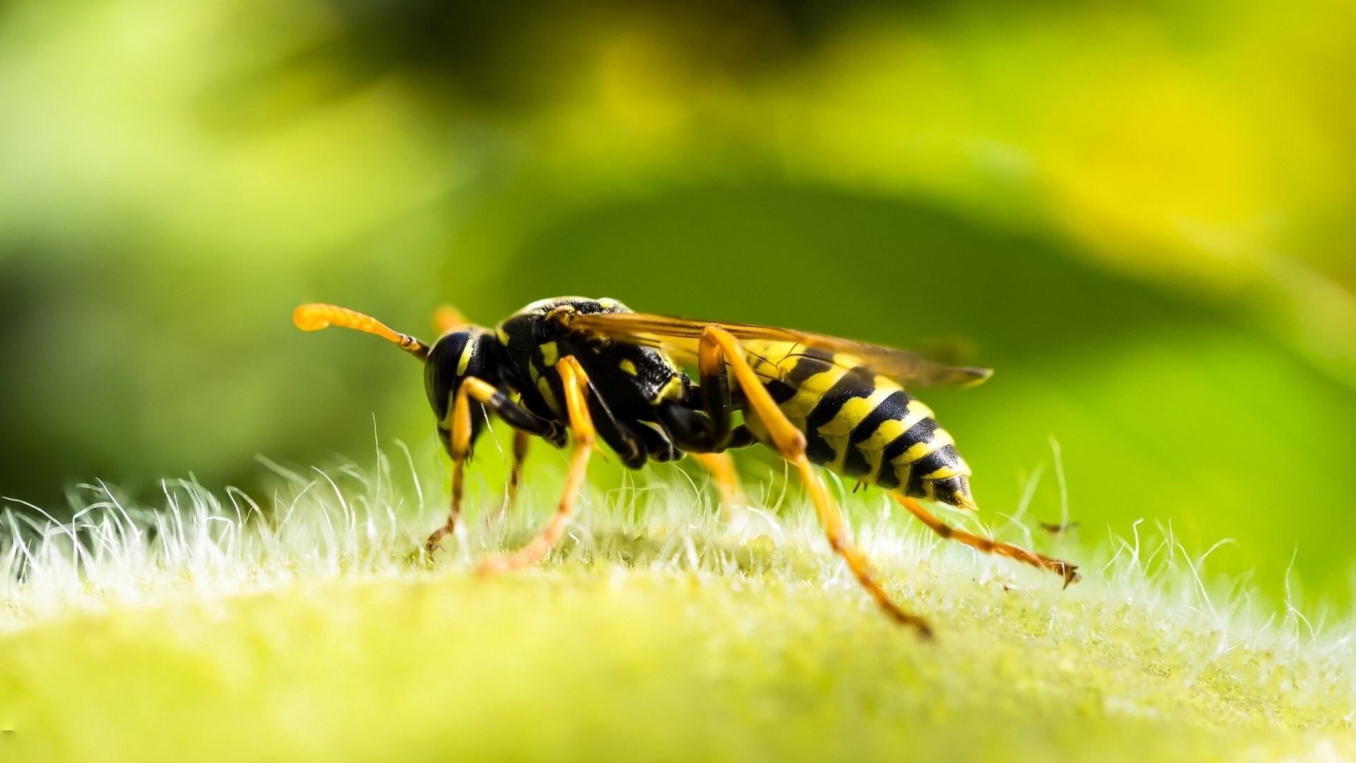 动物 昆虫 马蜂 黄蜂