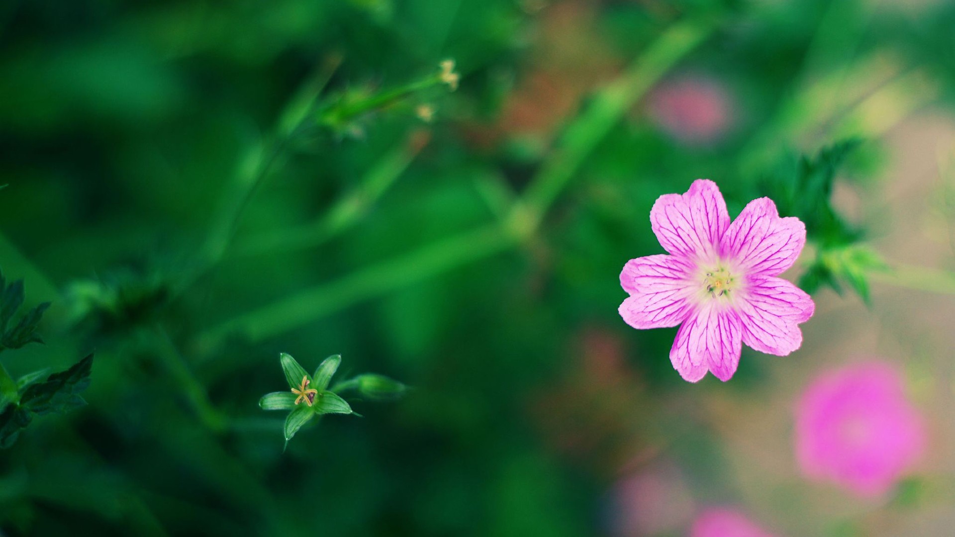 静物写真 花卉 植物 小清新 微距