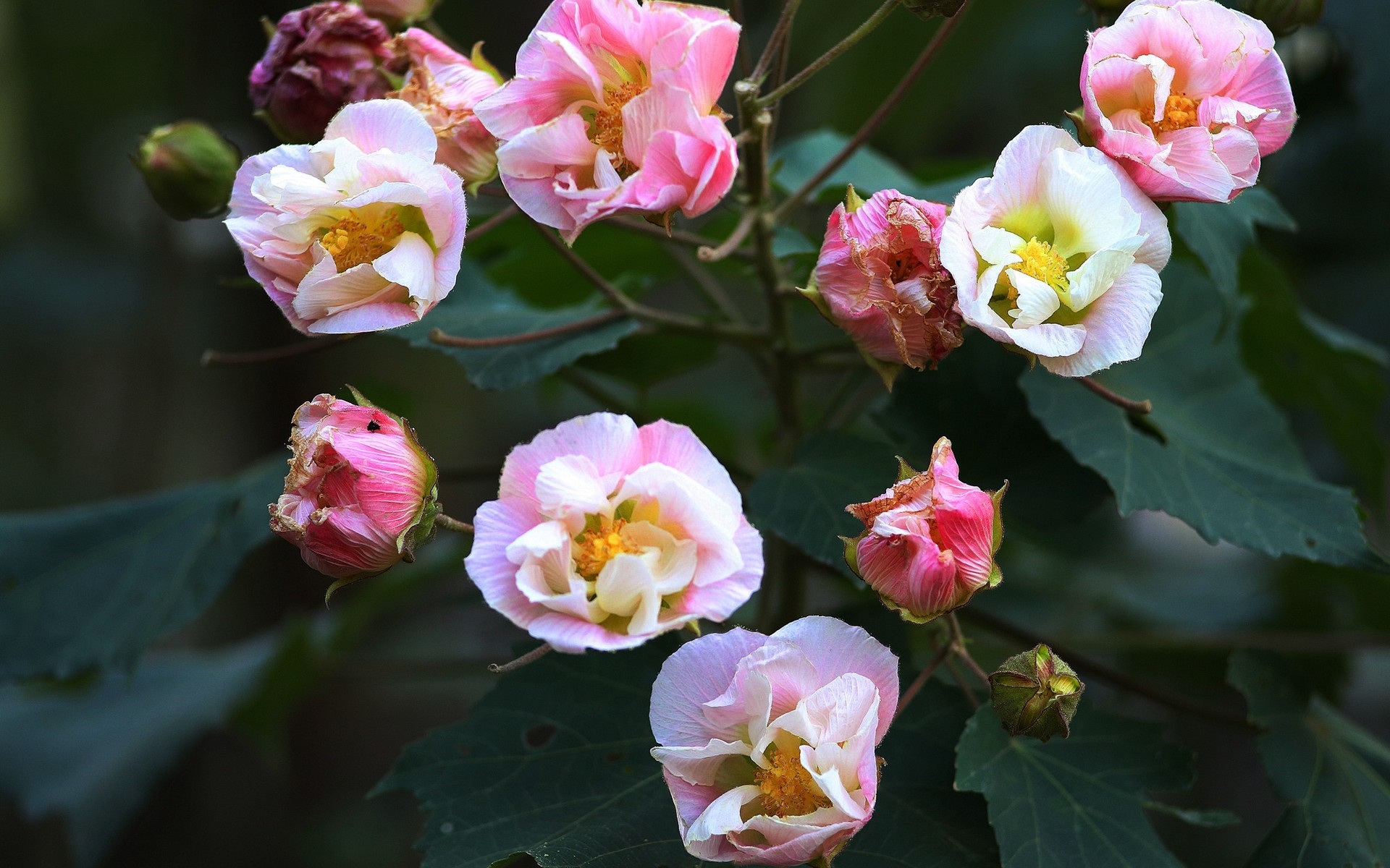 娇艳欲滴 木芙蓉