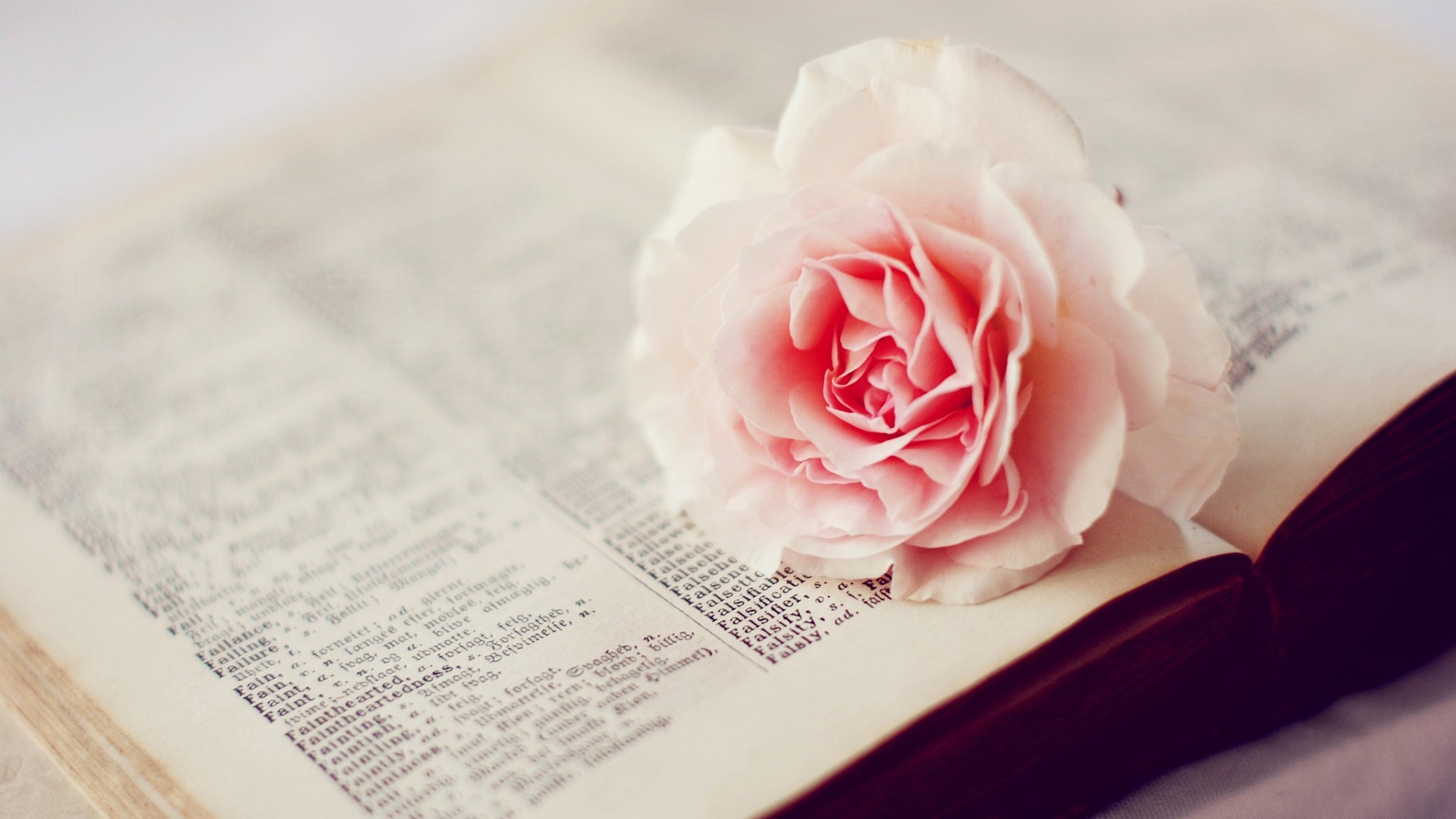 清新淡雅 玫瑰花 书本