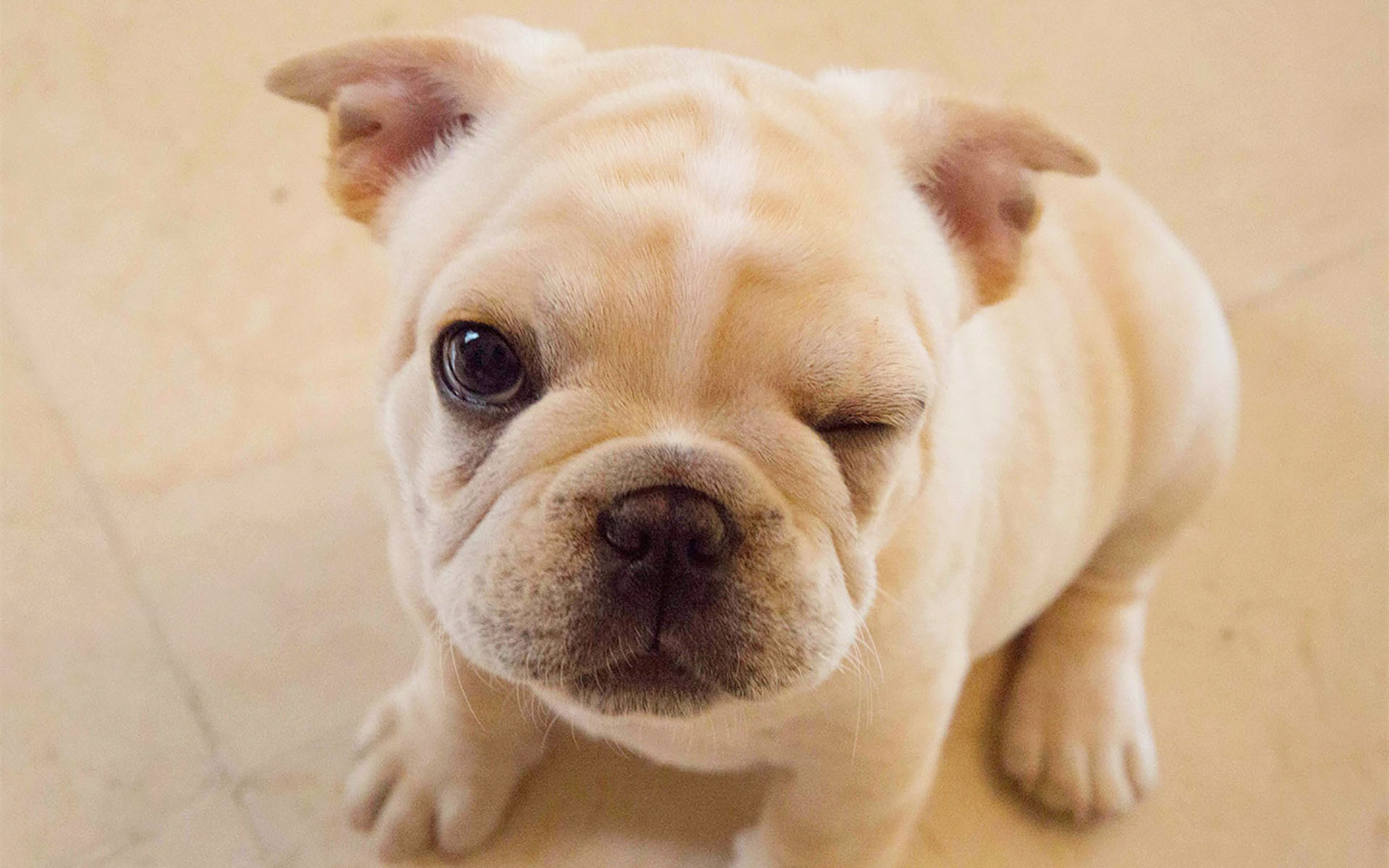 萌宠动物 汪星人 舔屏