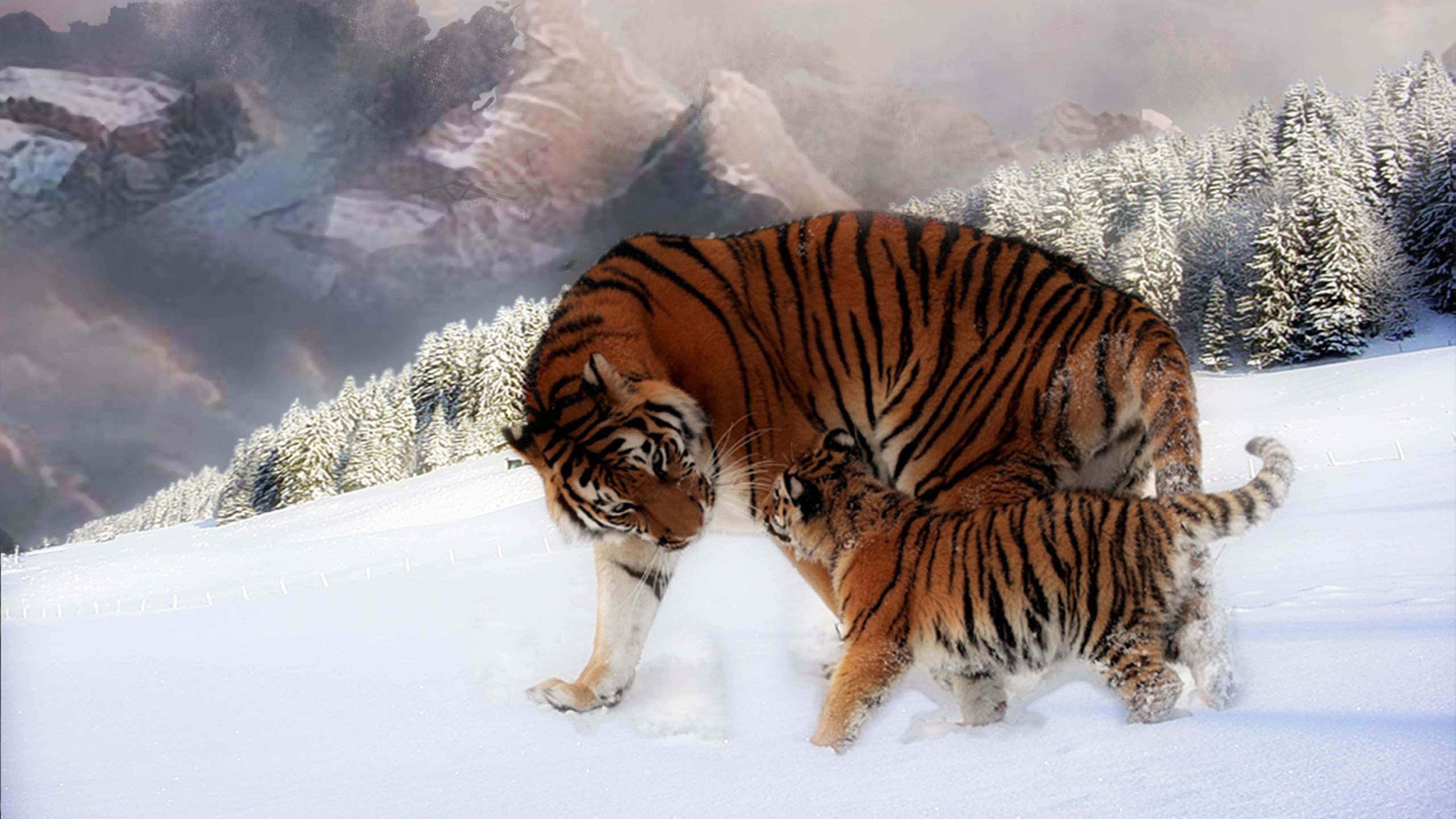 野生动物 老虎 森林之王 雪地