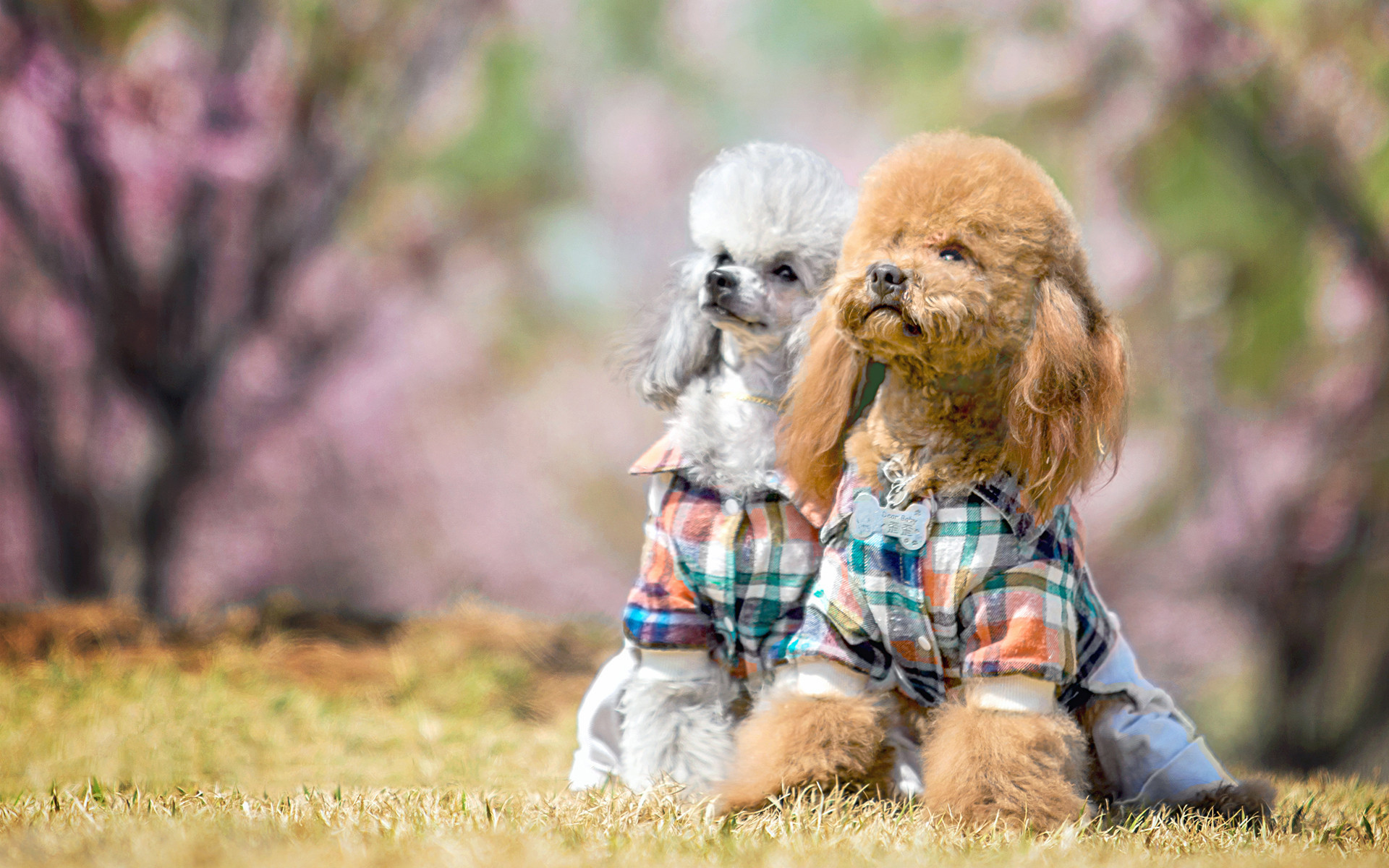 萌宠 汪星人 泰迪 萌萌哒