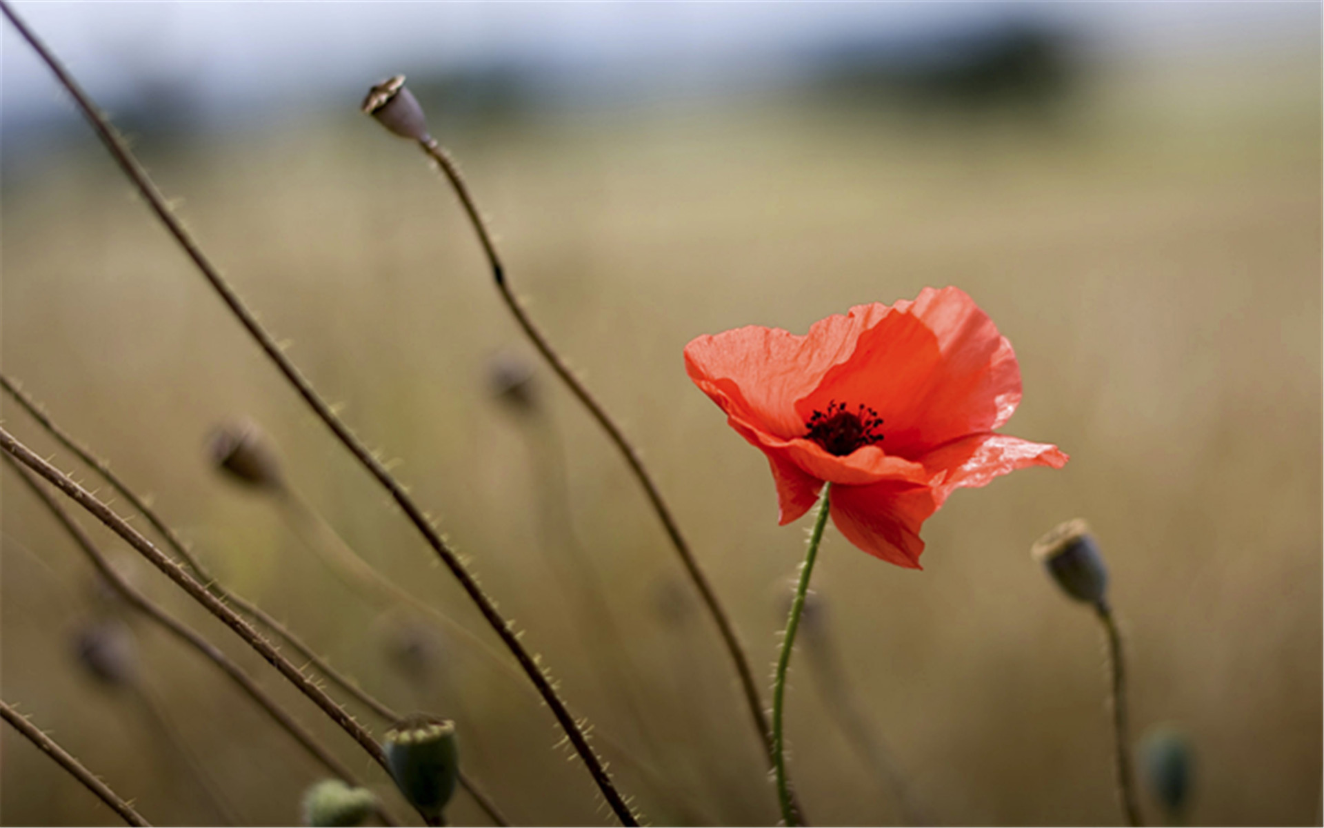 小清新 简单 温馨 可爱
