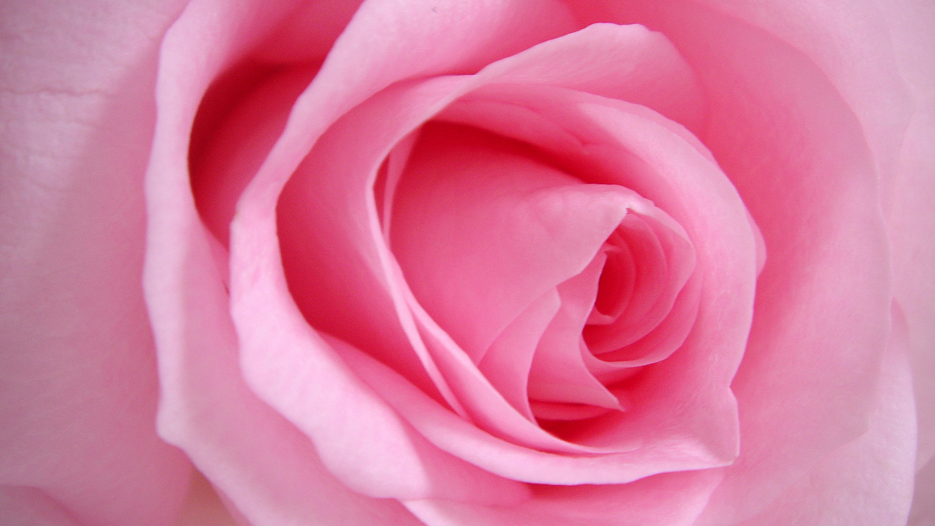 爱情 玫瑰 粉色