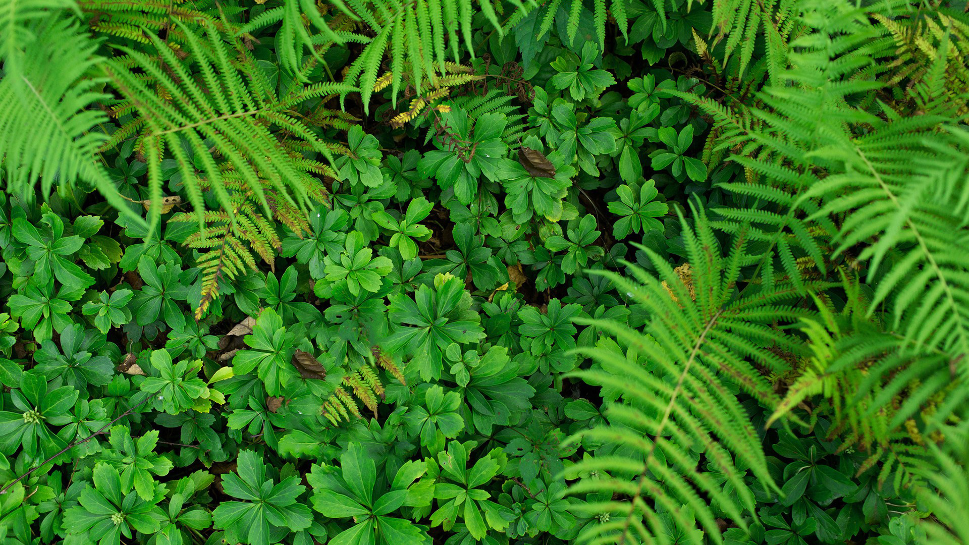 小清新 植物 绿色 养眼