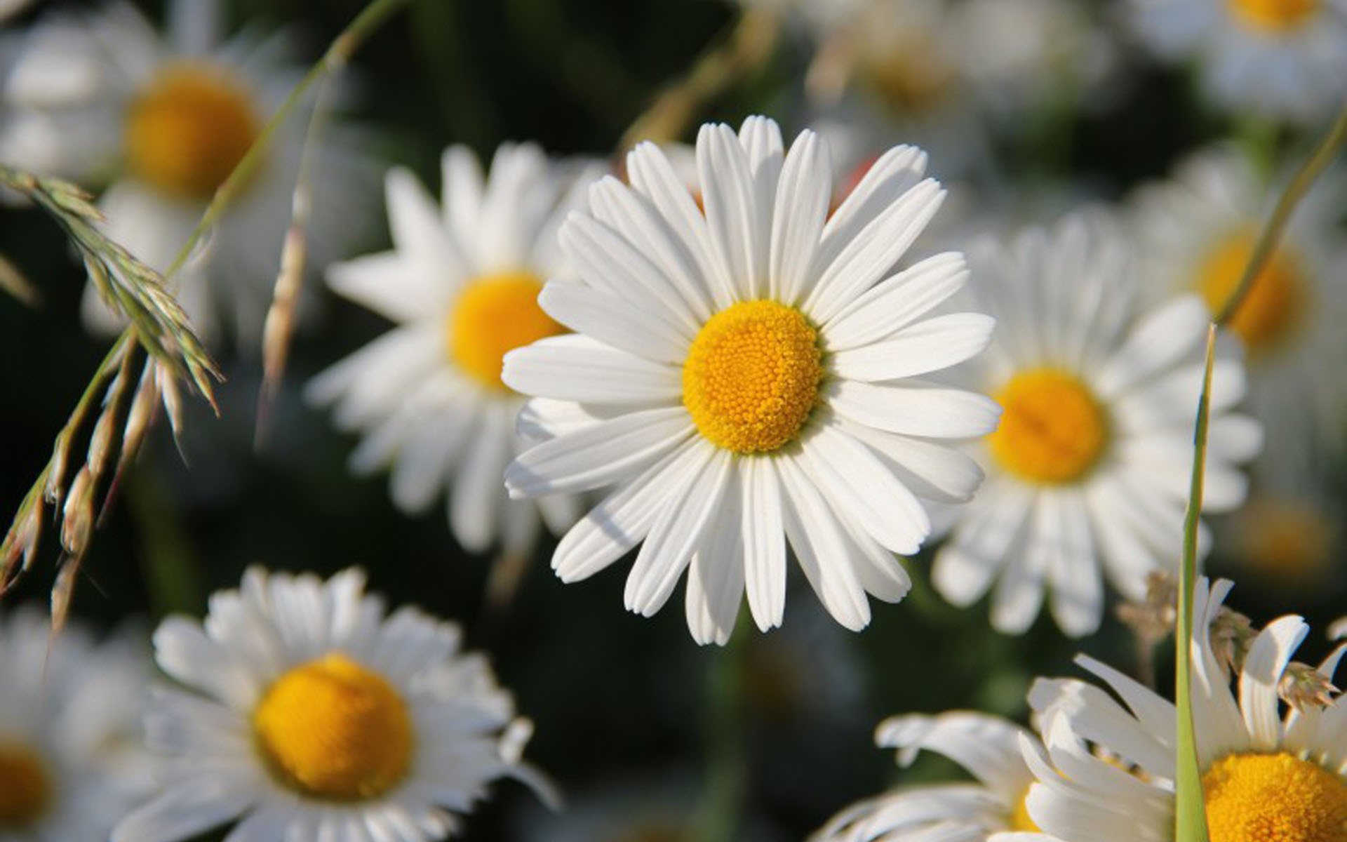 小清新 娇艳欲滴