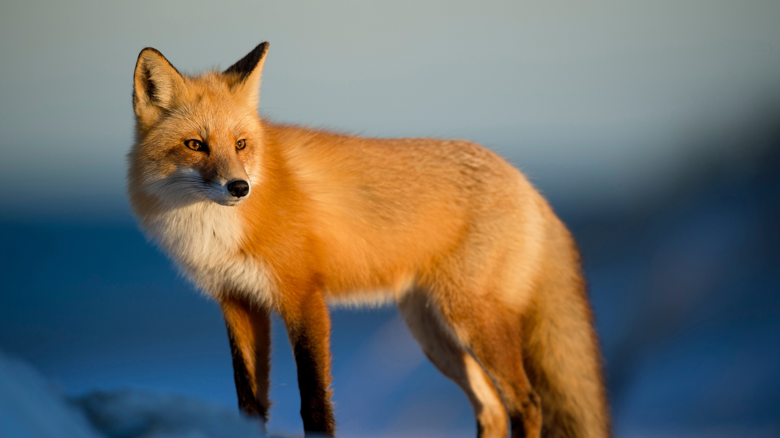 动物 野生动物 狐狸
