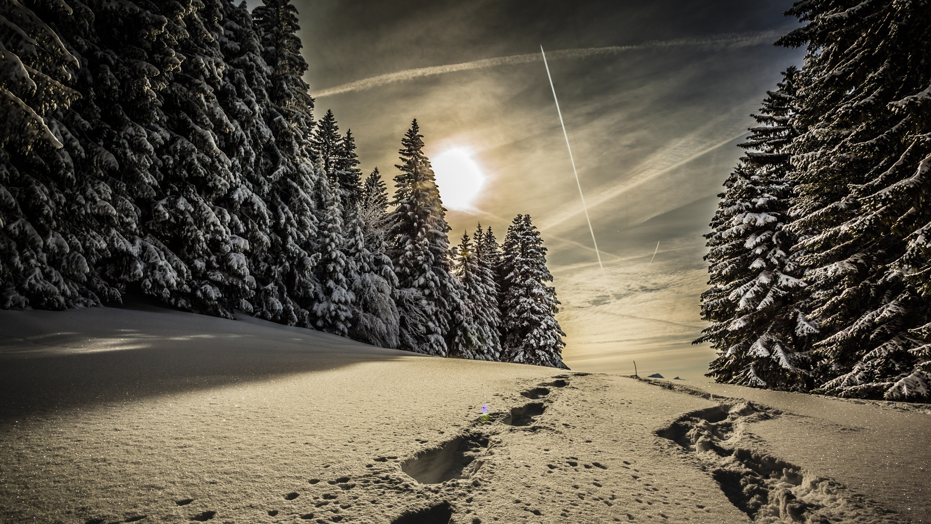 雪地 夜景 松树 风景