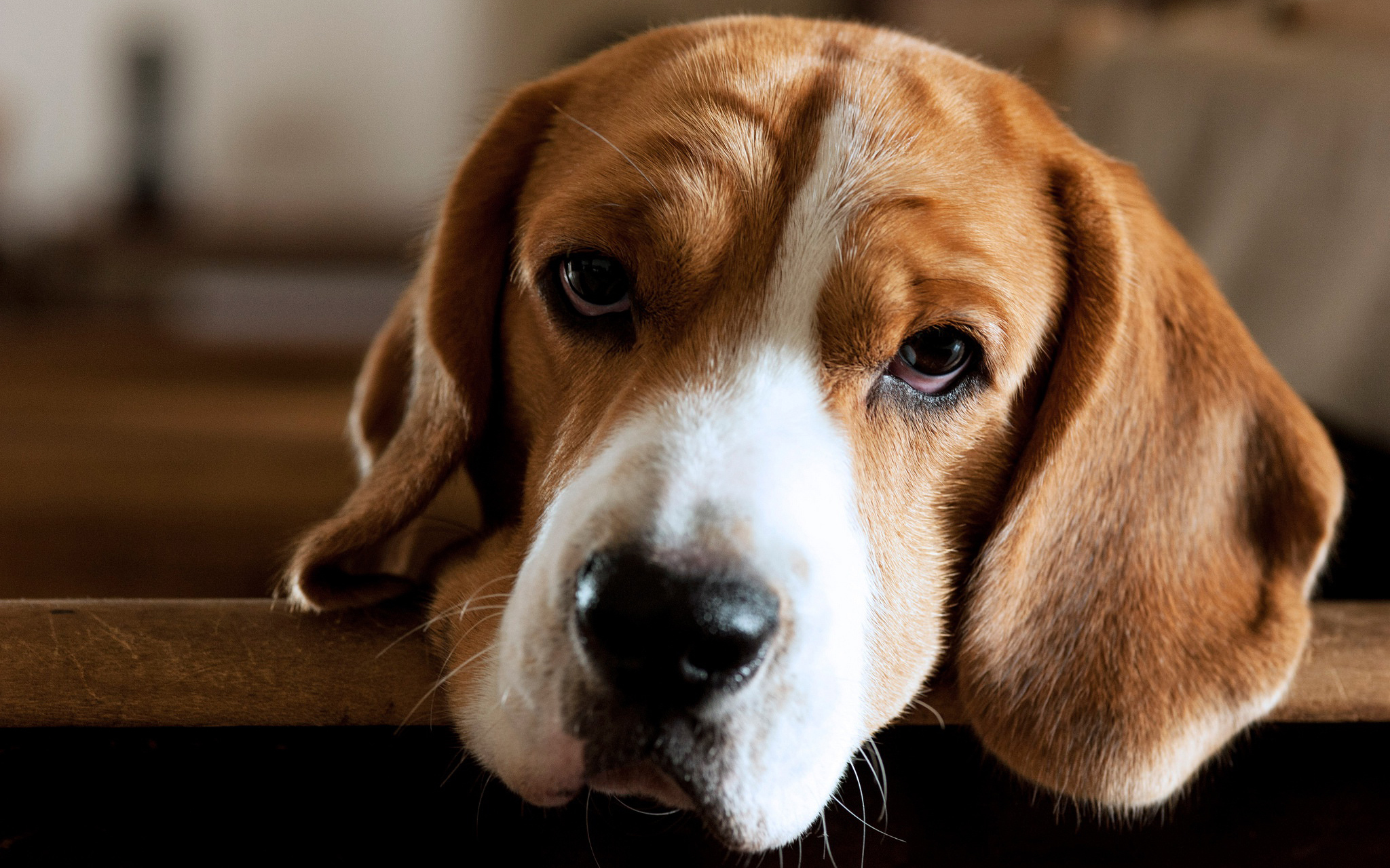 汪星人 懒狗 可爱 萌