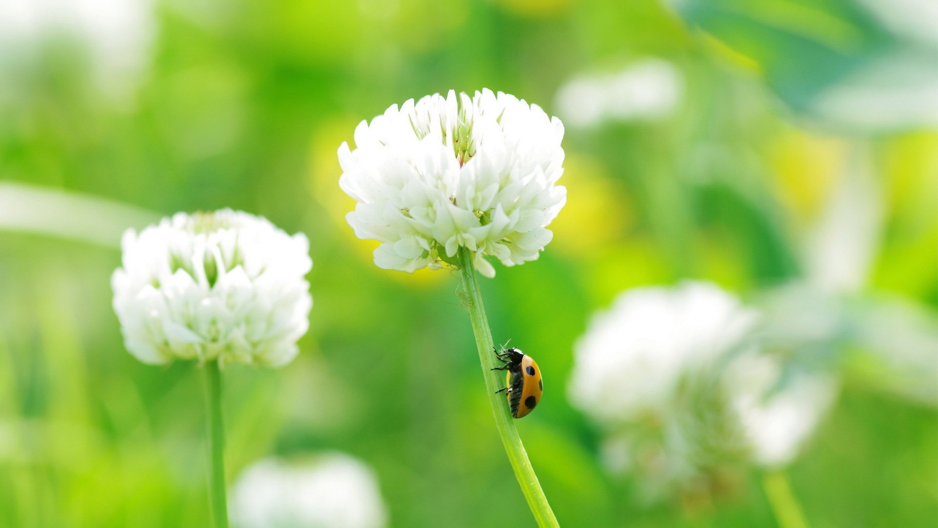小清新 鸟语花香