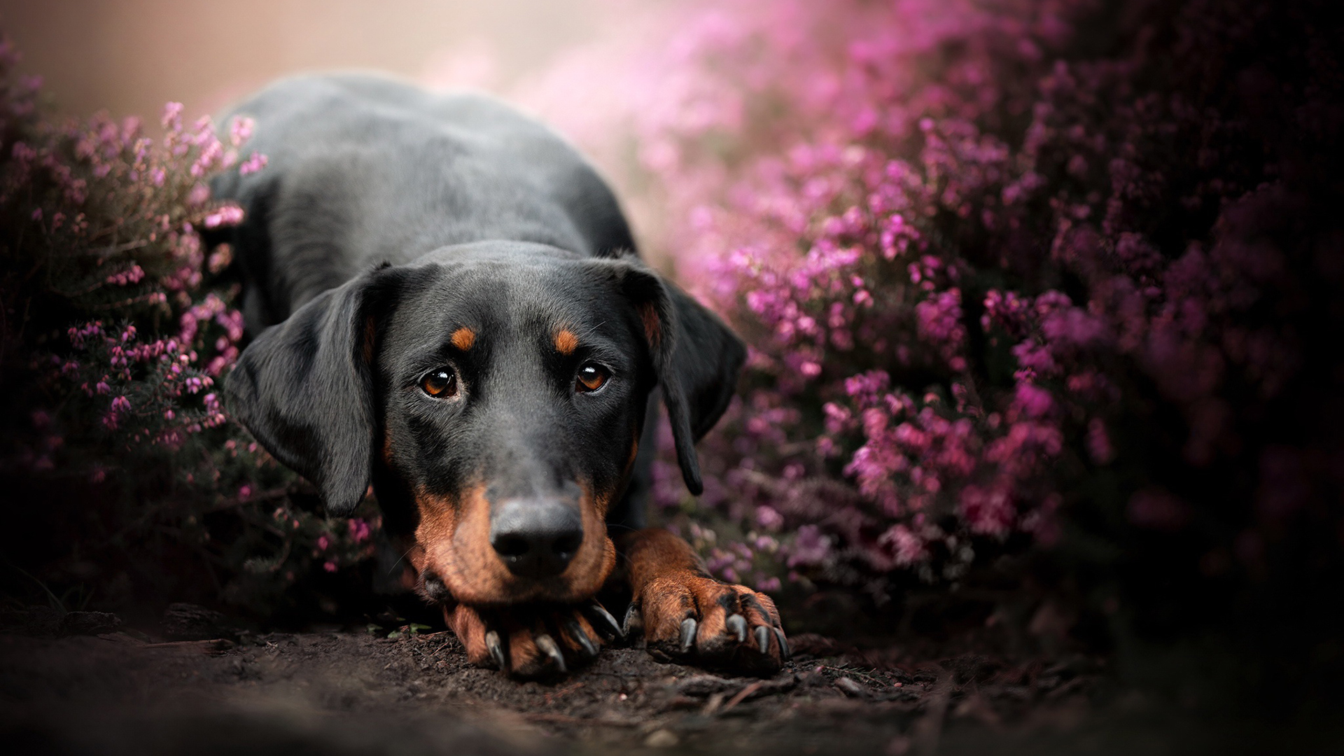 汪星人 黑狗 春天