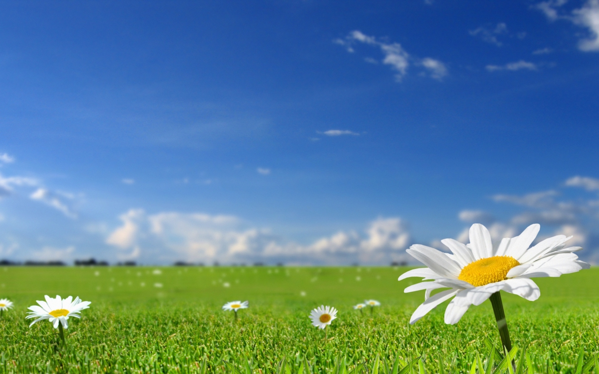 小清新 清新淡雅 草地 花朵