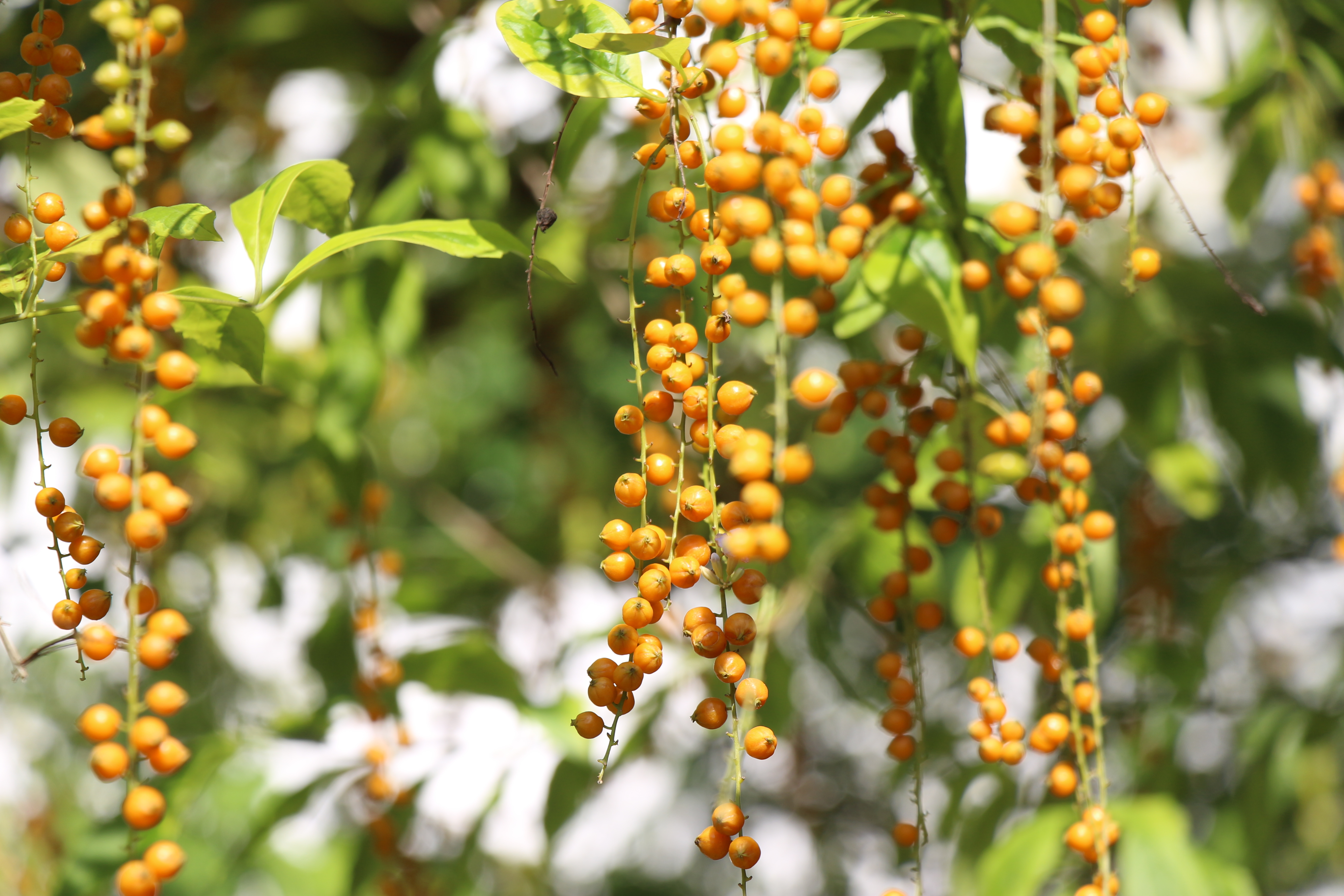 风景 树叶 果实