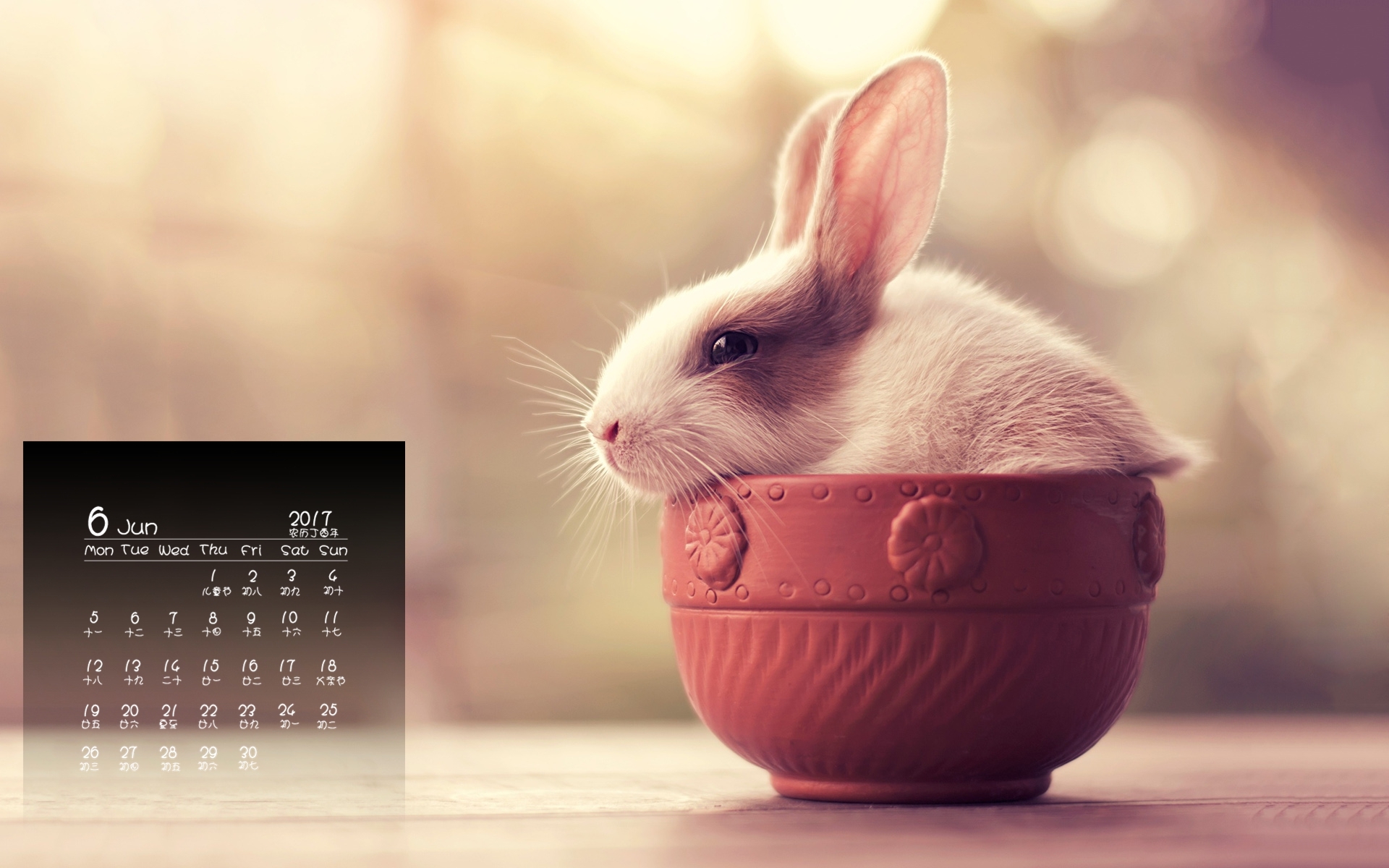 2017年6月 兔子 可爱