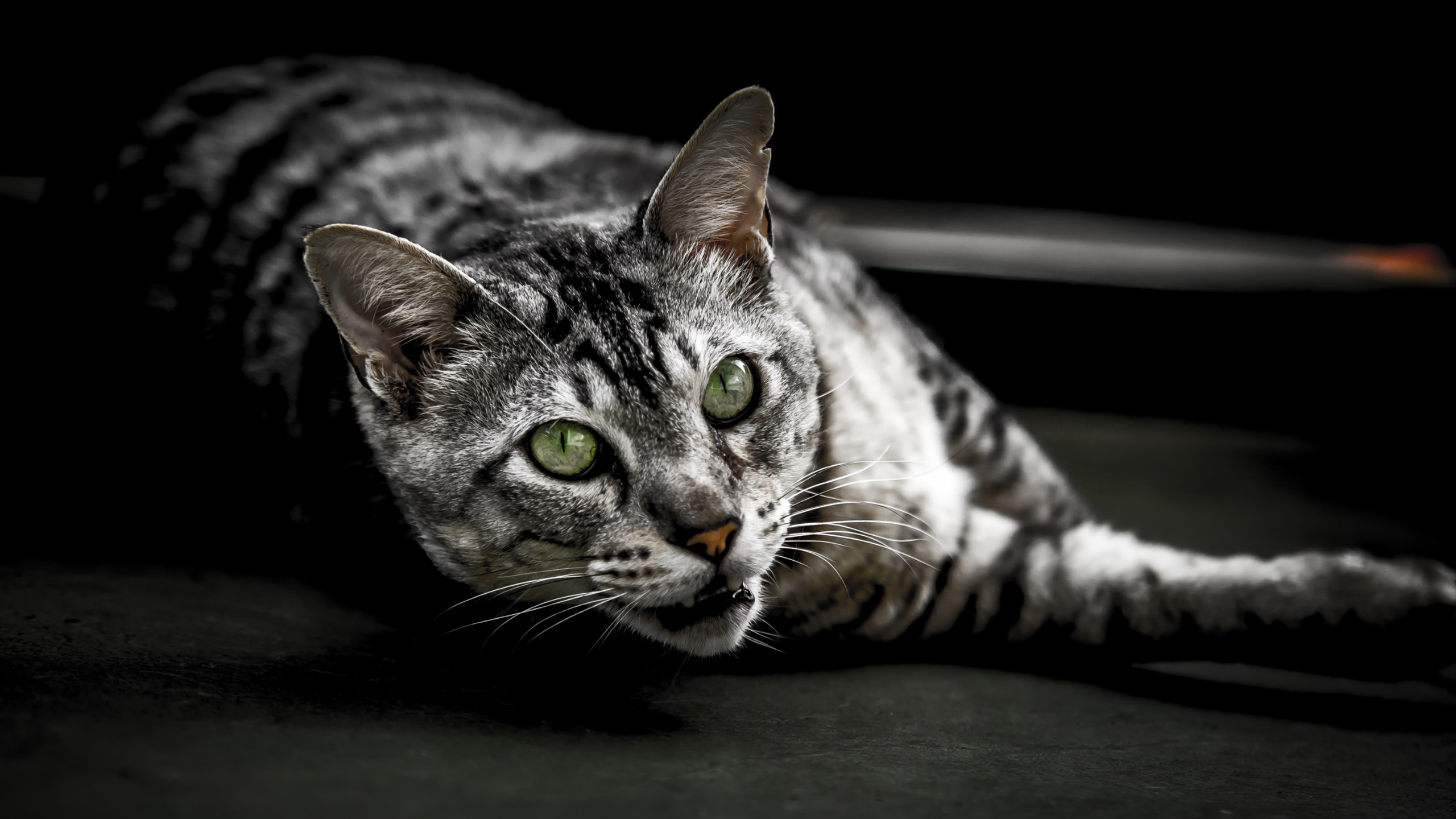 喵星人 黑白猫 可爱