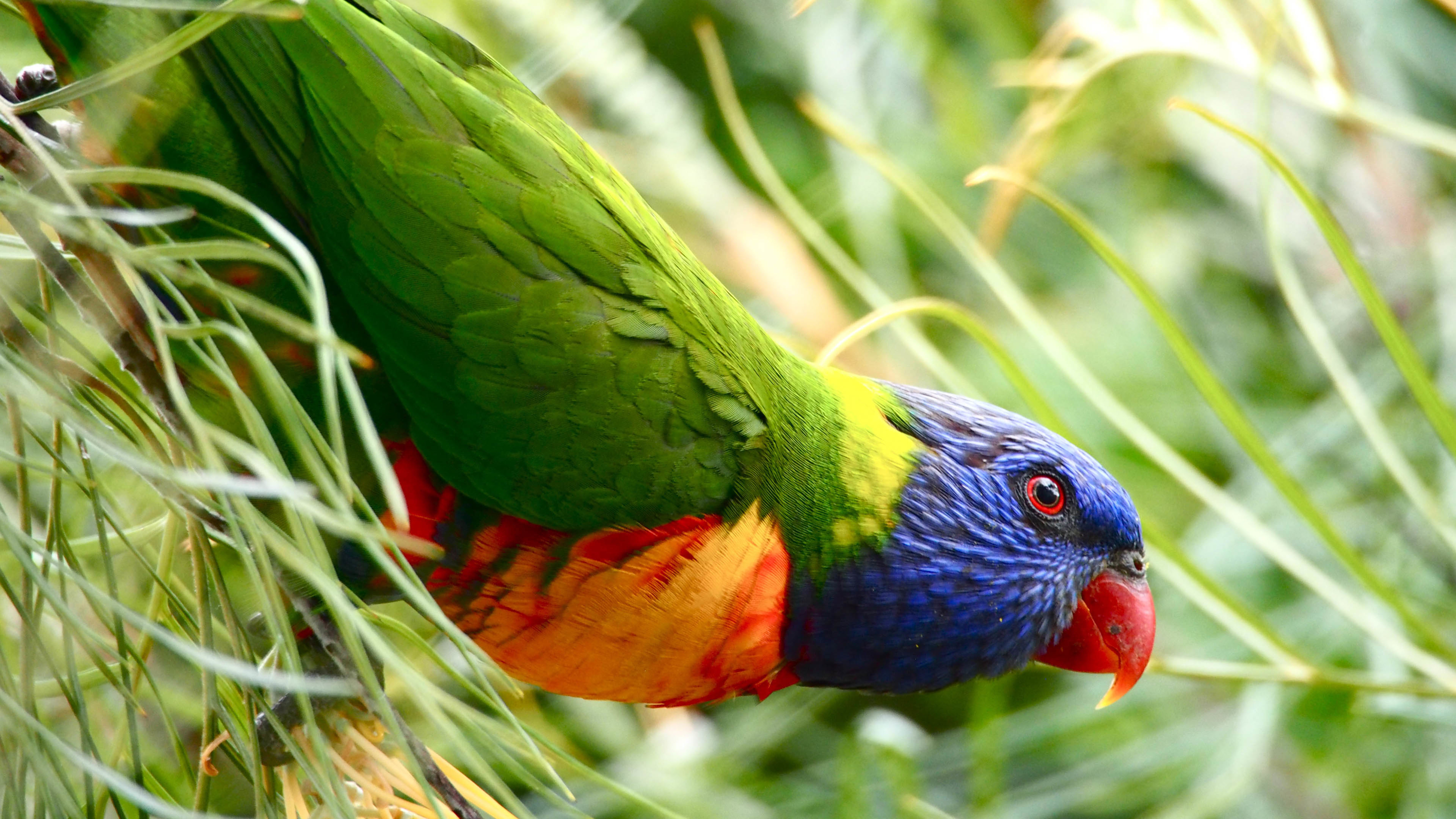 小鸟天地 蓝脸虹彩吸蜜鹦鹉