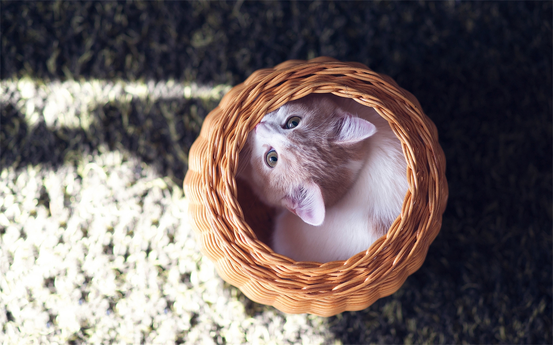 喵星人 可爱 笼子