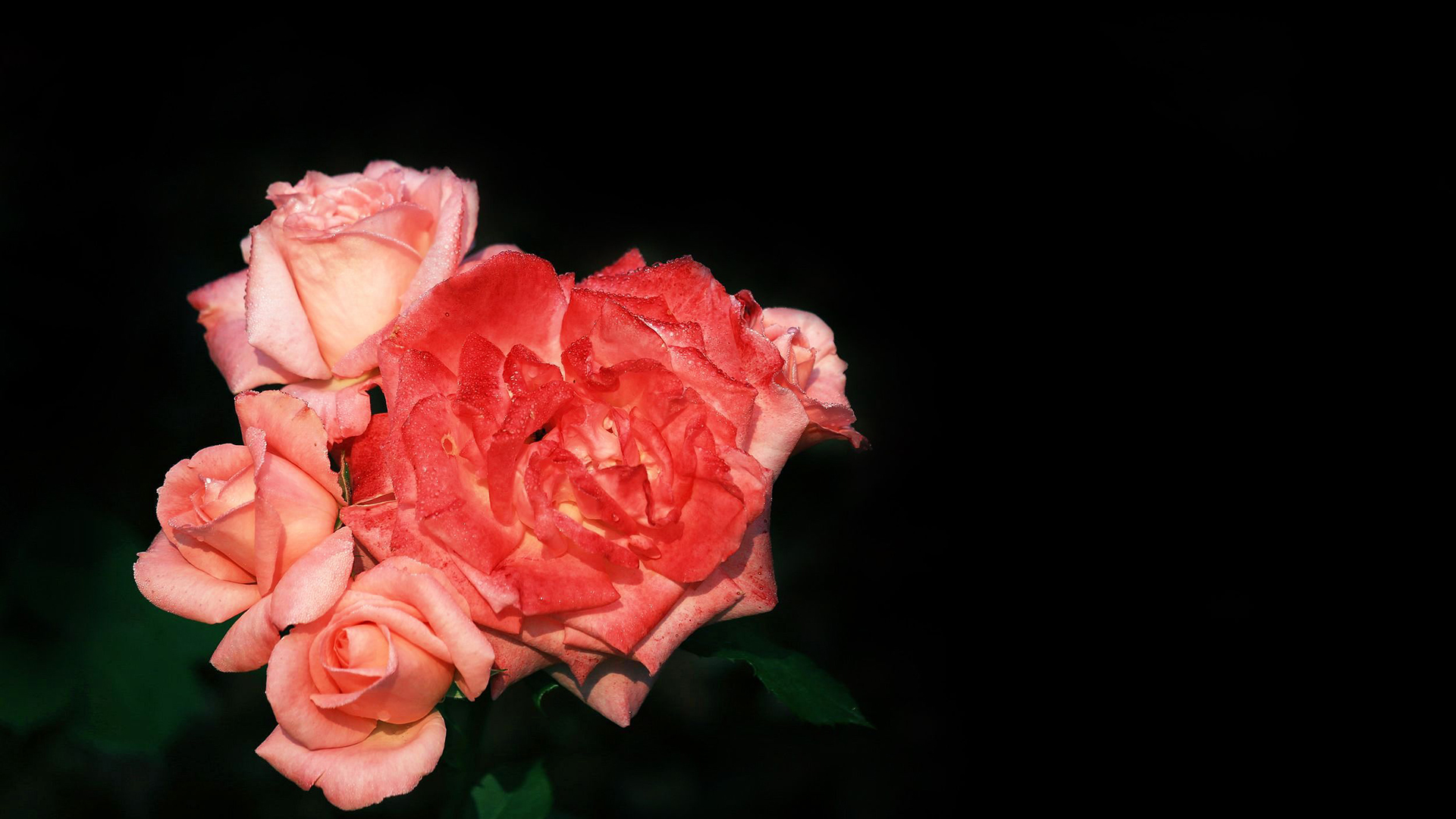 小清新 娇艳欲滴 花朵 花卉