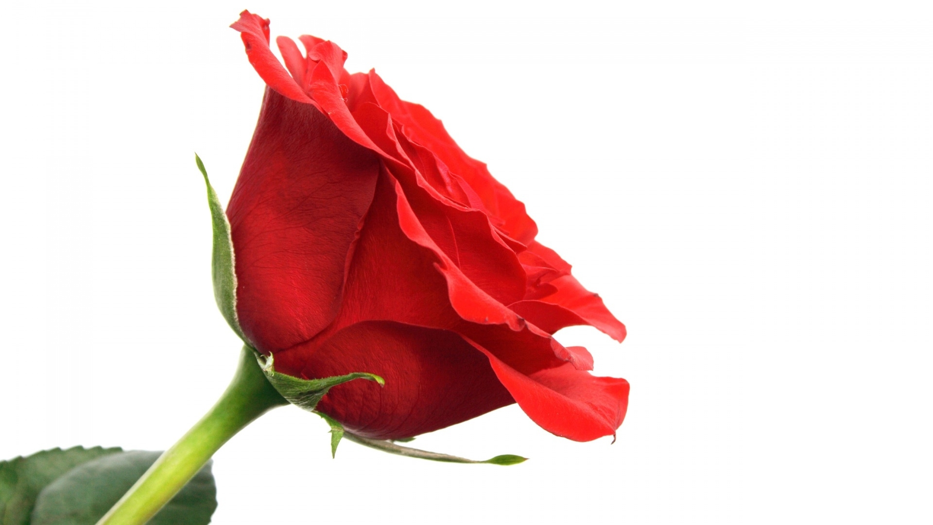 娇艳欲滴 玫瑰花