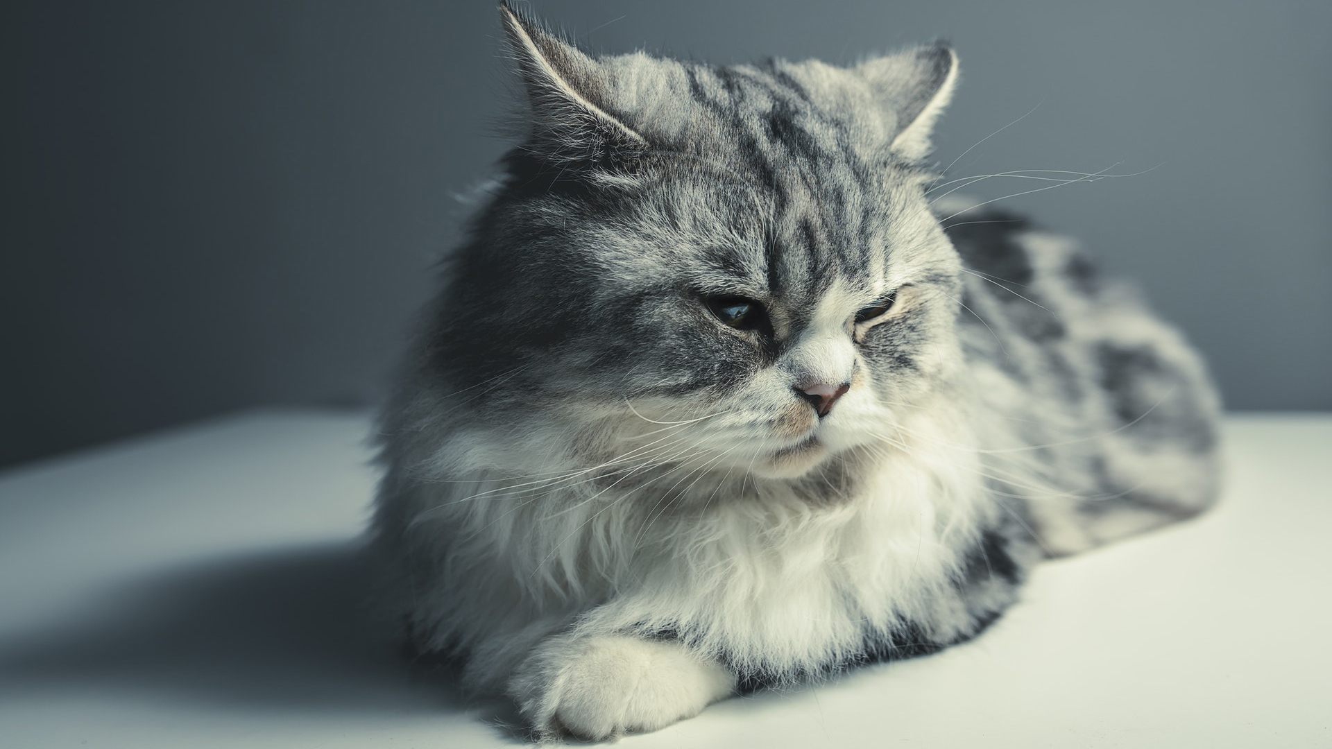 萌宠 动物 喵星人 猫