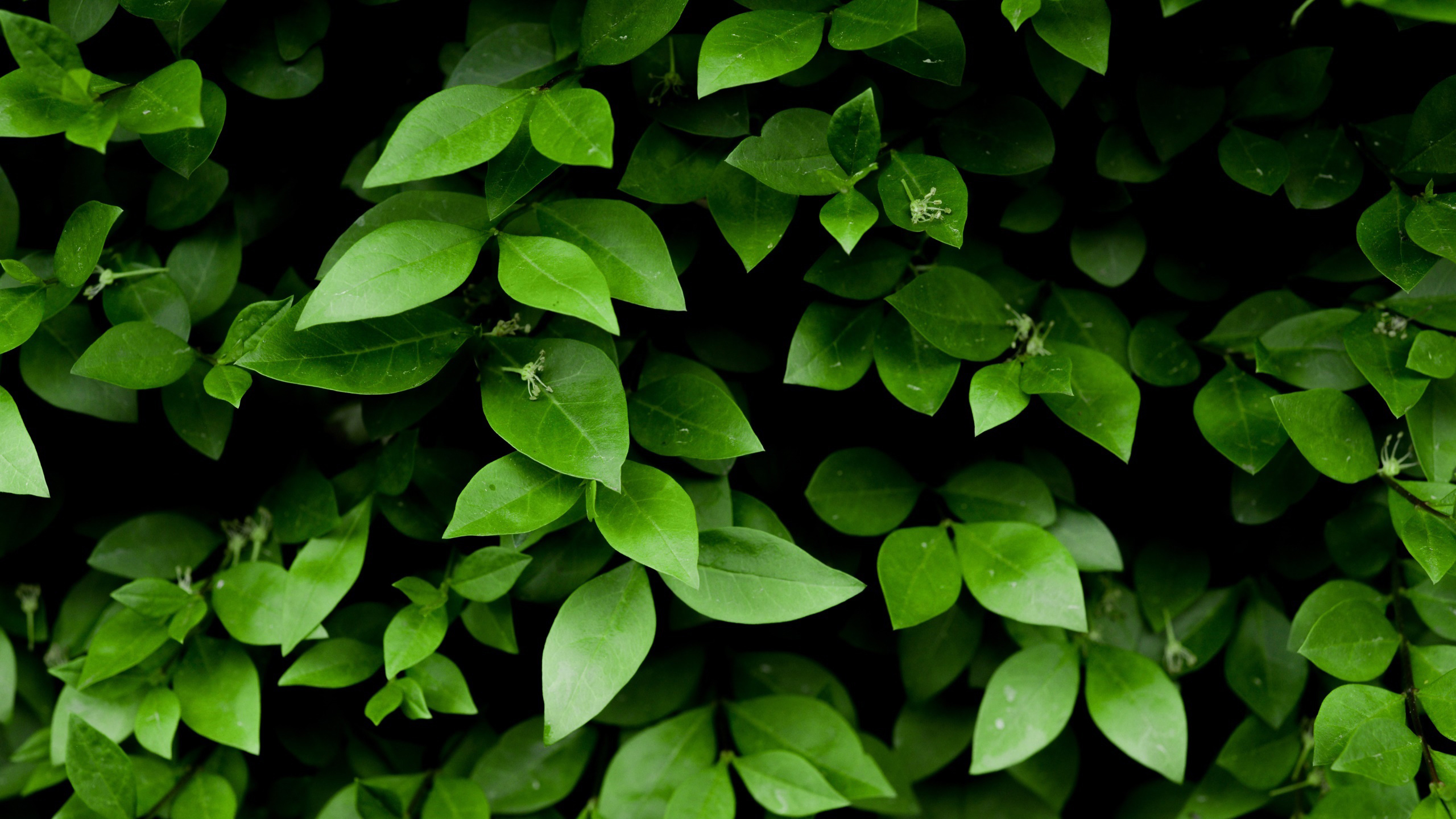 护眼壁纸 绿叶 树叶