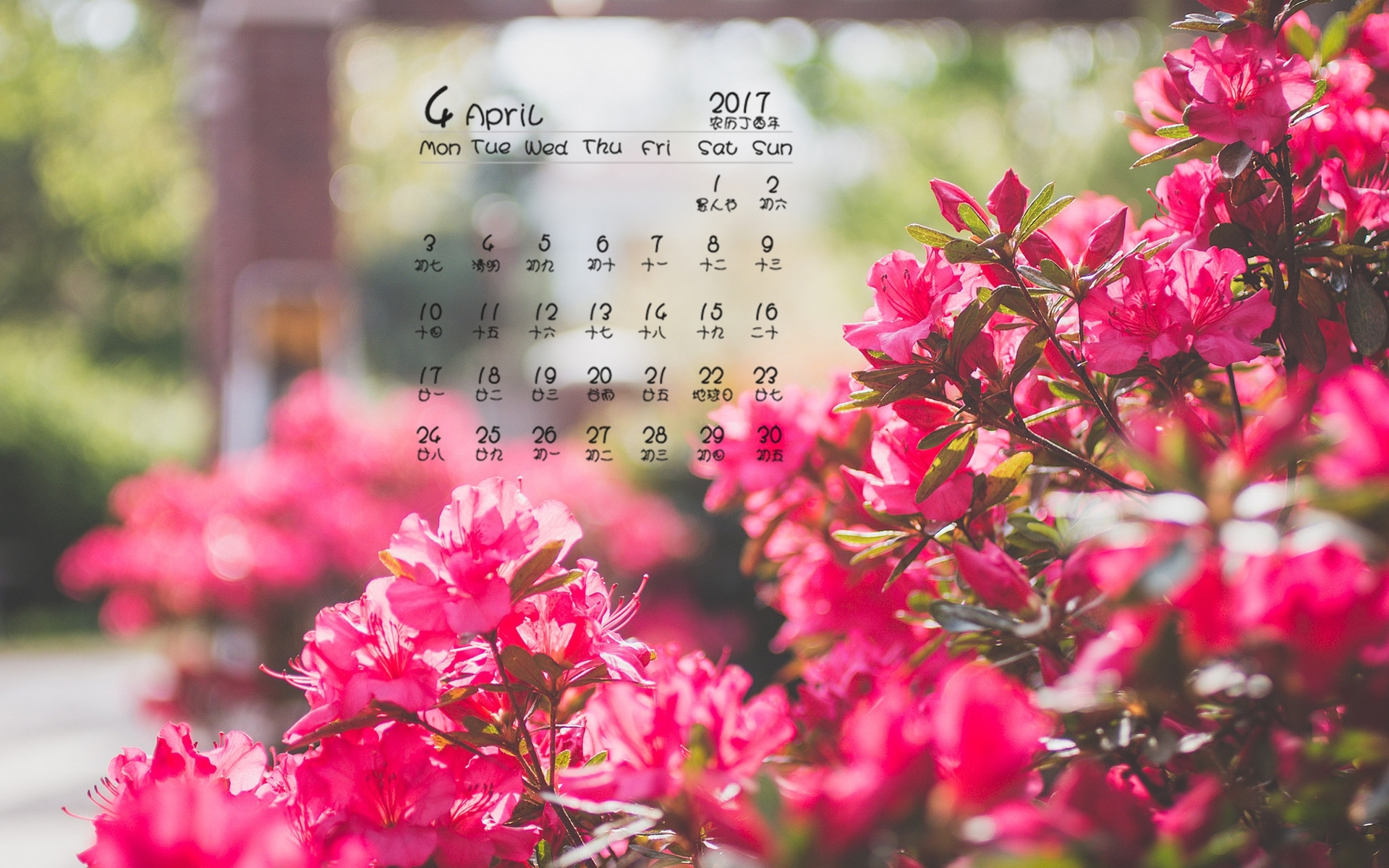 2017年4月 红色 盛开的鲜花